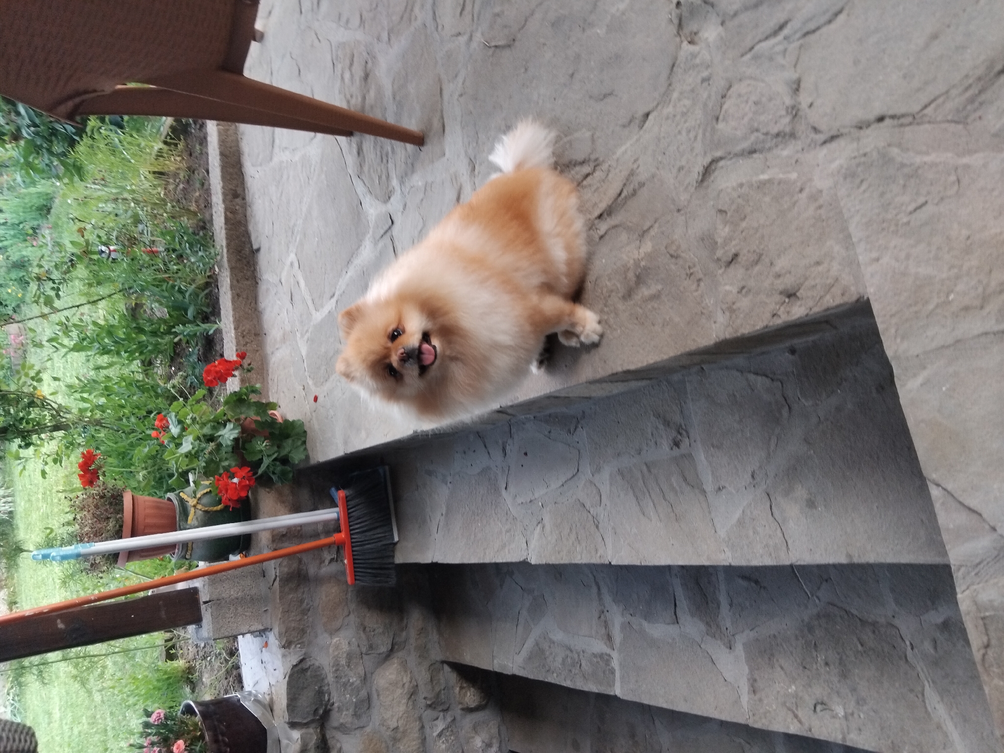 Pomeranian dog spotted on stone patio in Apriltsi, Bulgaria