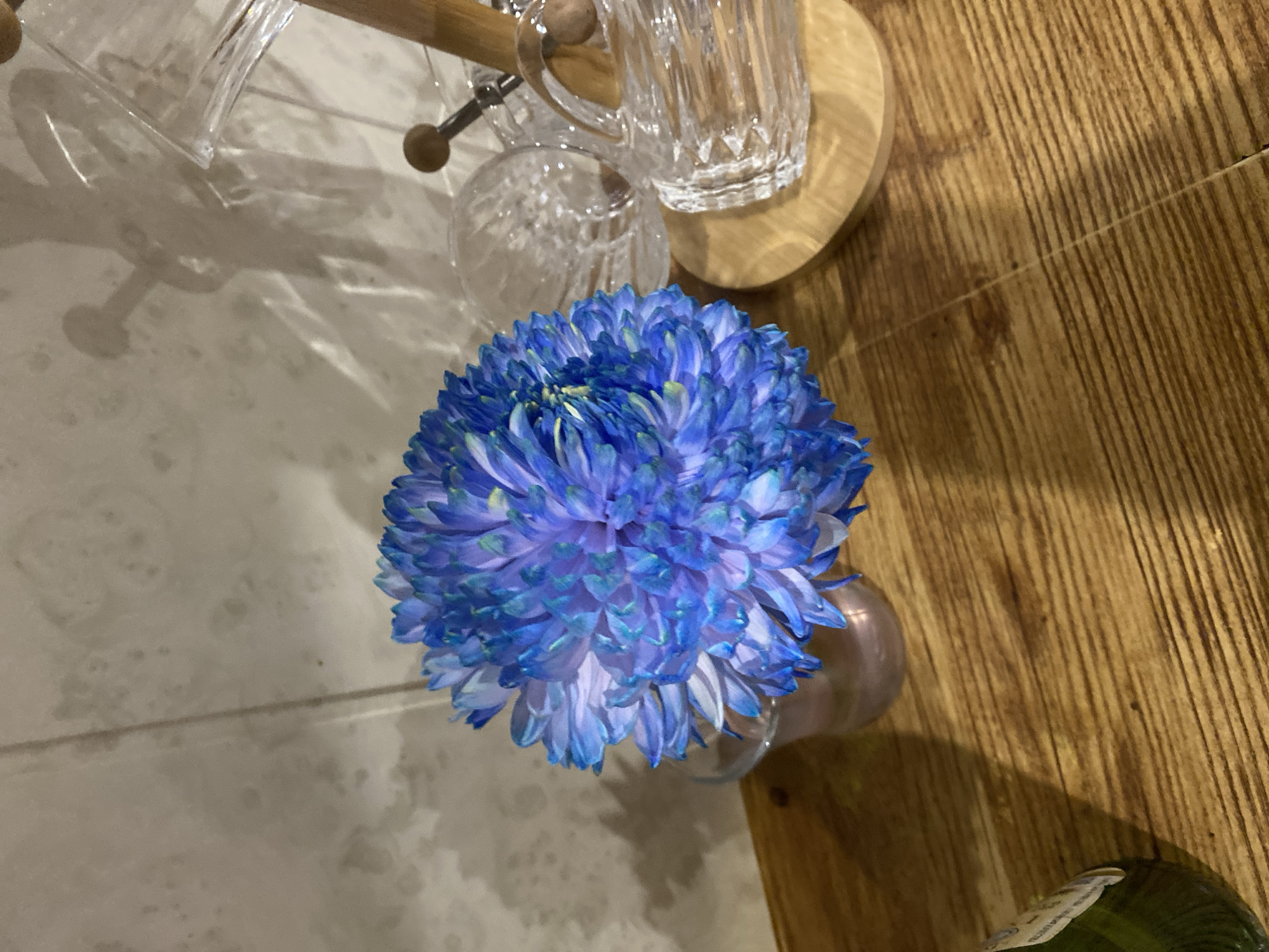 Blue chrysanthemum, watermelon, and a quiet street at night