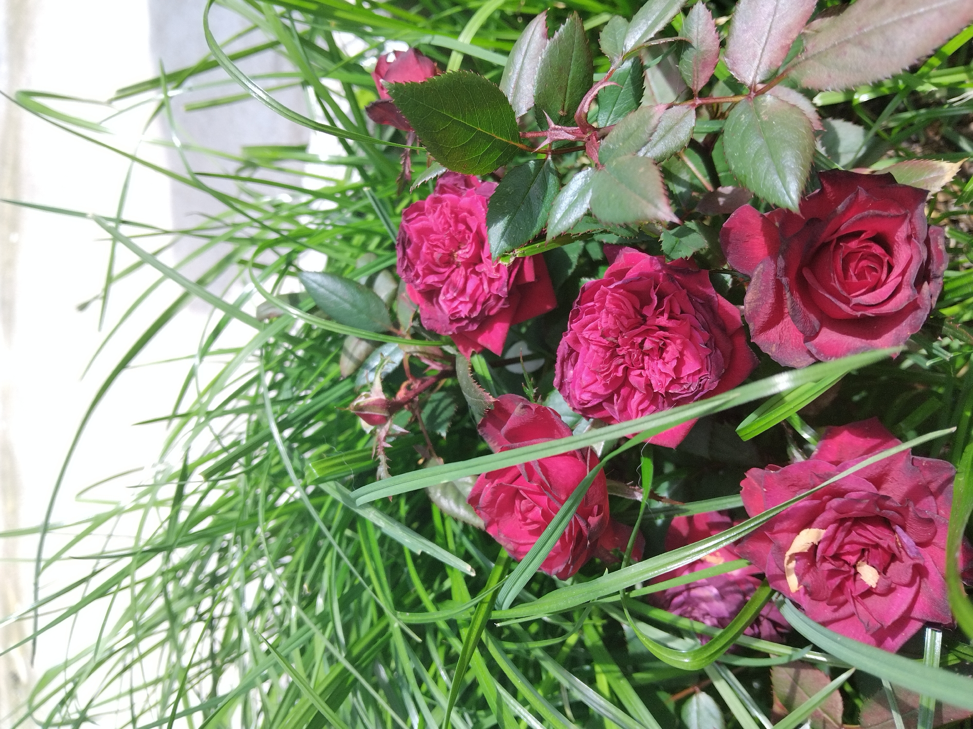 Spring garden blooms and Easter preparations documented in Nova Zagora