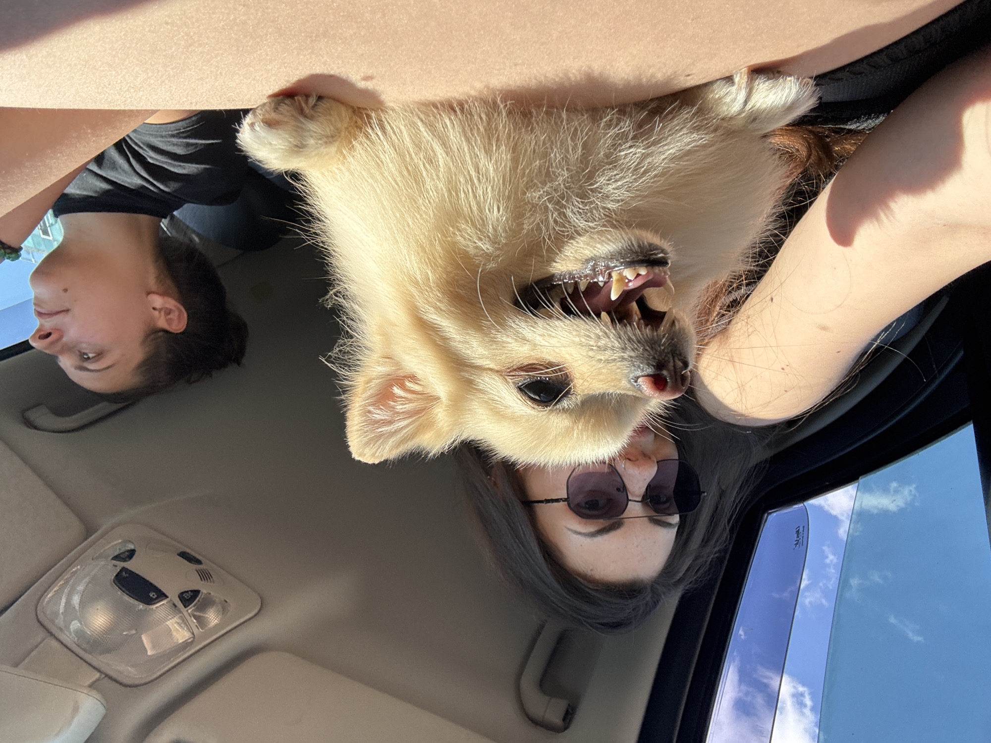 Woman with dog spotted in car passenger seat, Sofia