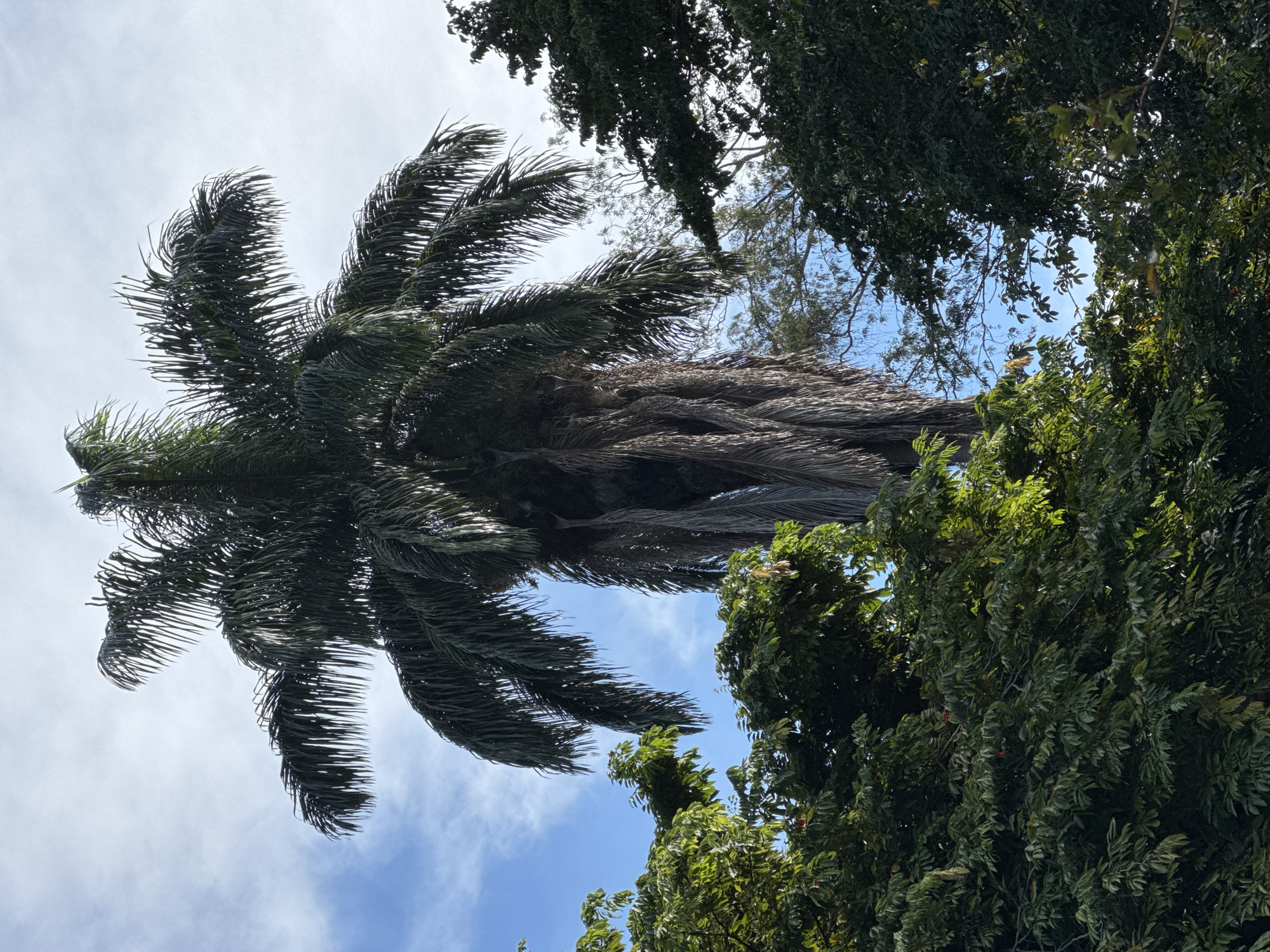 Lazy afternoon in a Niterói park, old trees and wildlife
