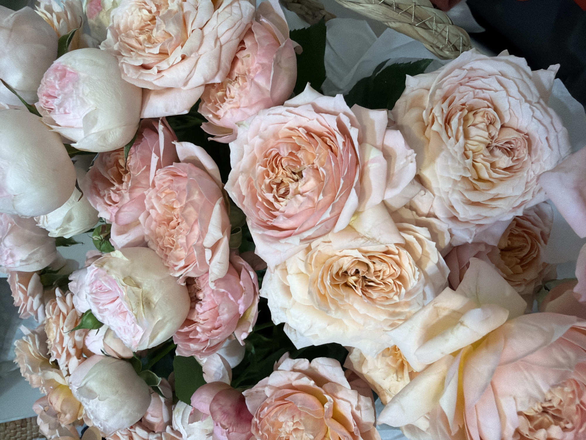 Roses and cats in a cozy Almaty setting