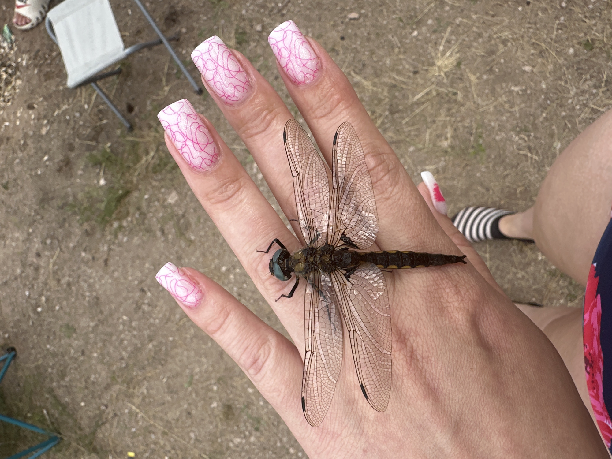 Dragonfly makes itself at home at a Russian campsite gathering