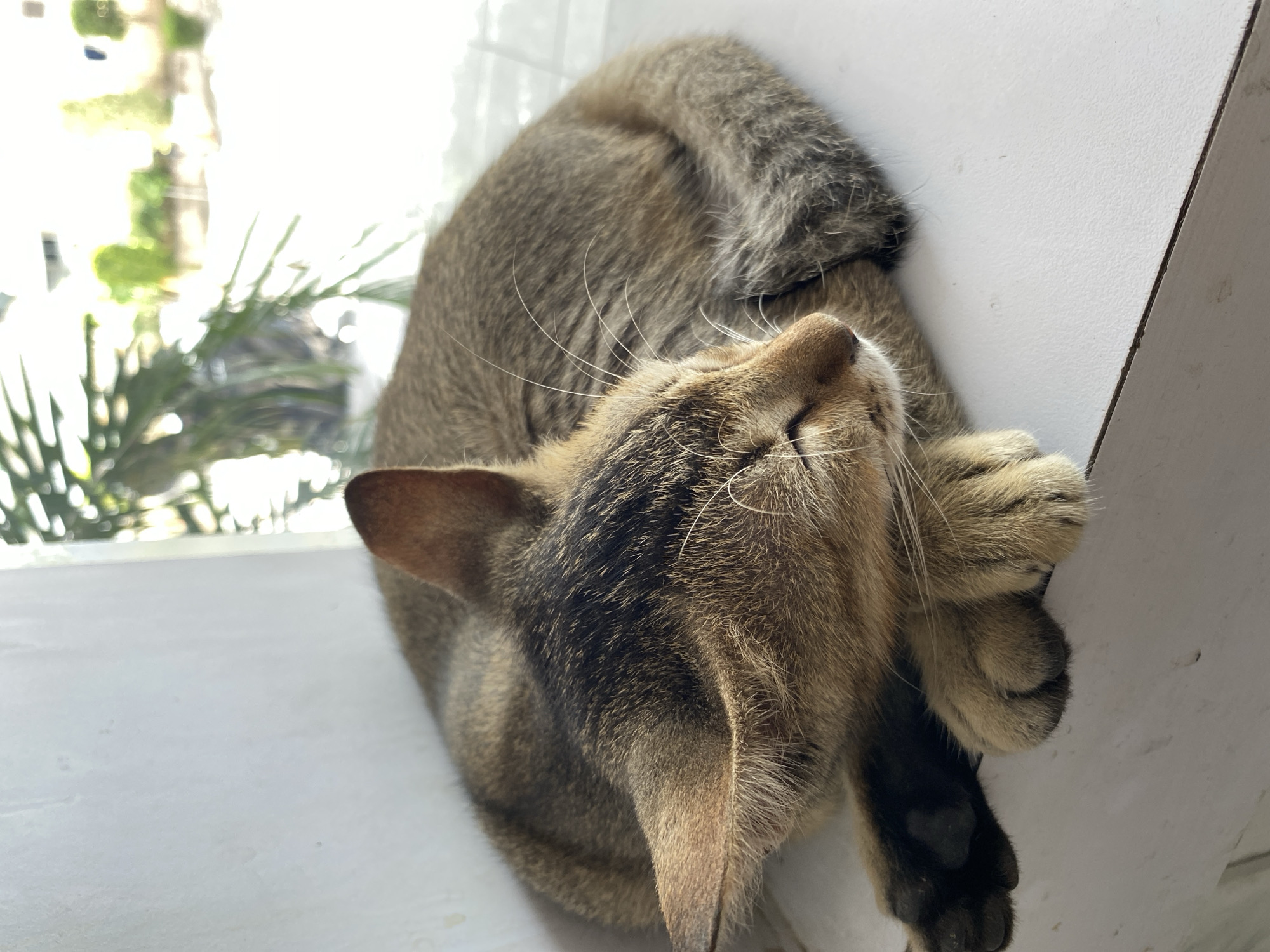 Lazy morning hangout: cat naps, coffee, and bathroom selfies