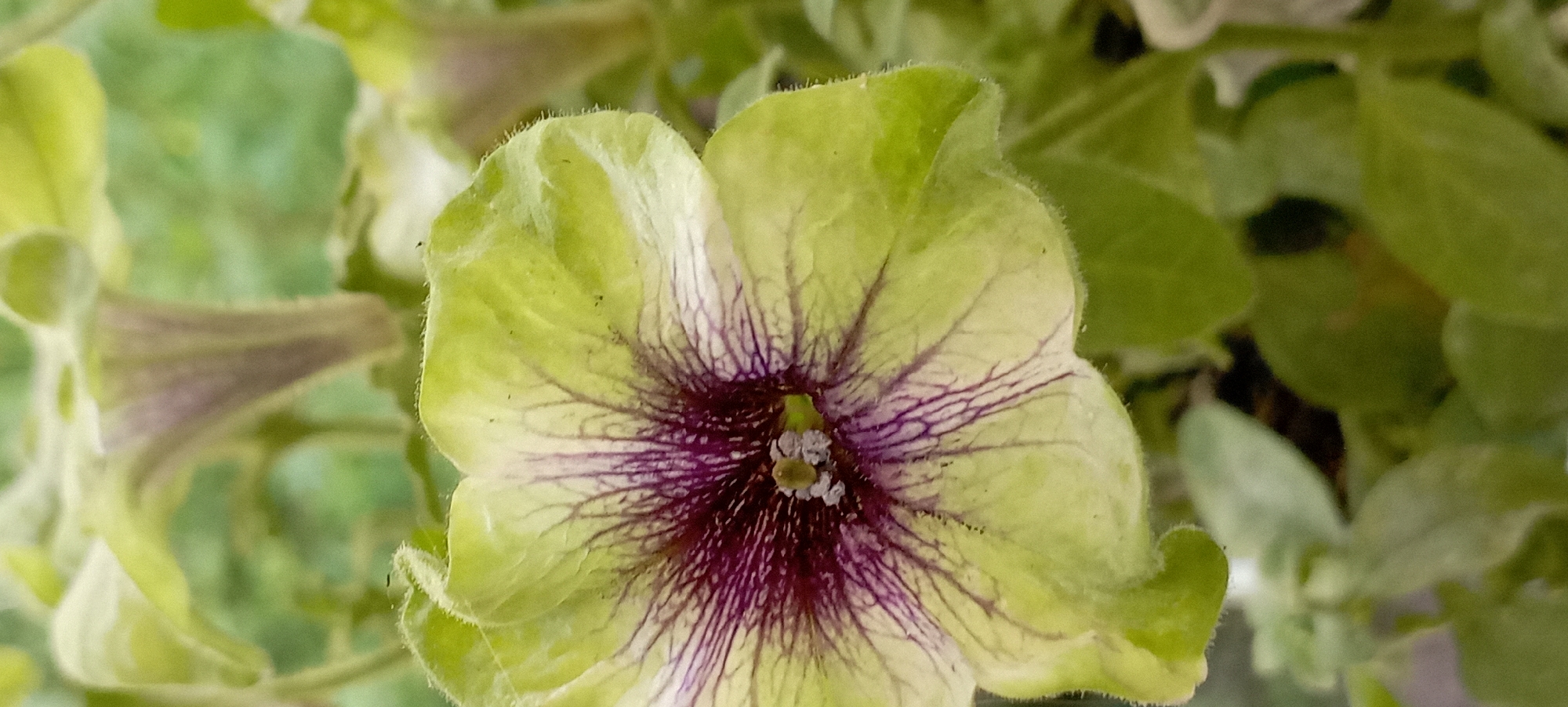 Close-up garden flowers: petunias and roses in warm light