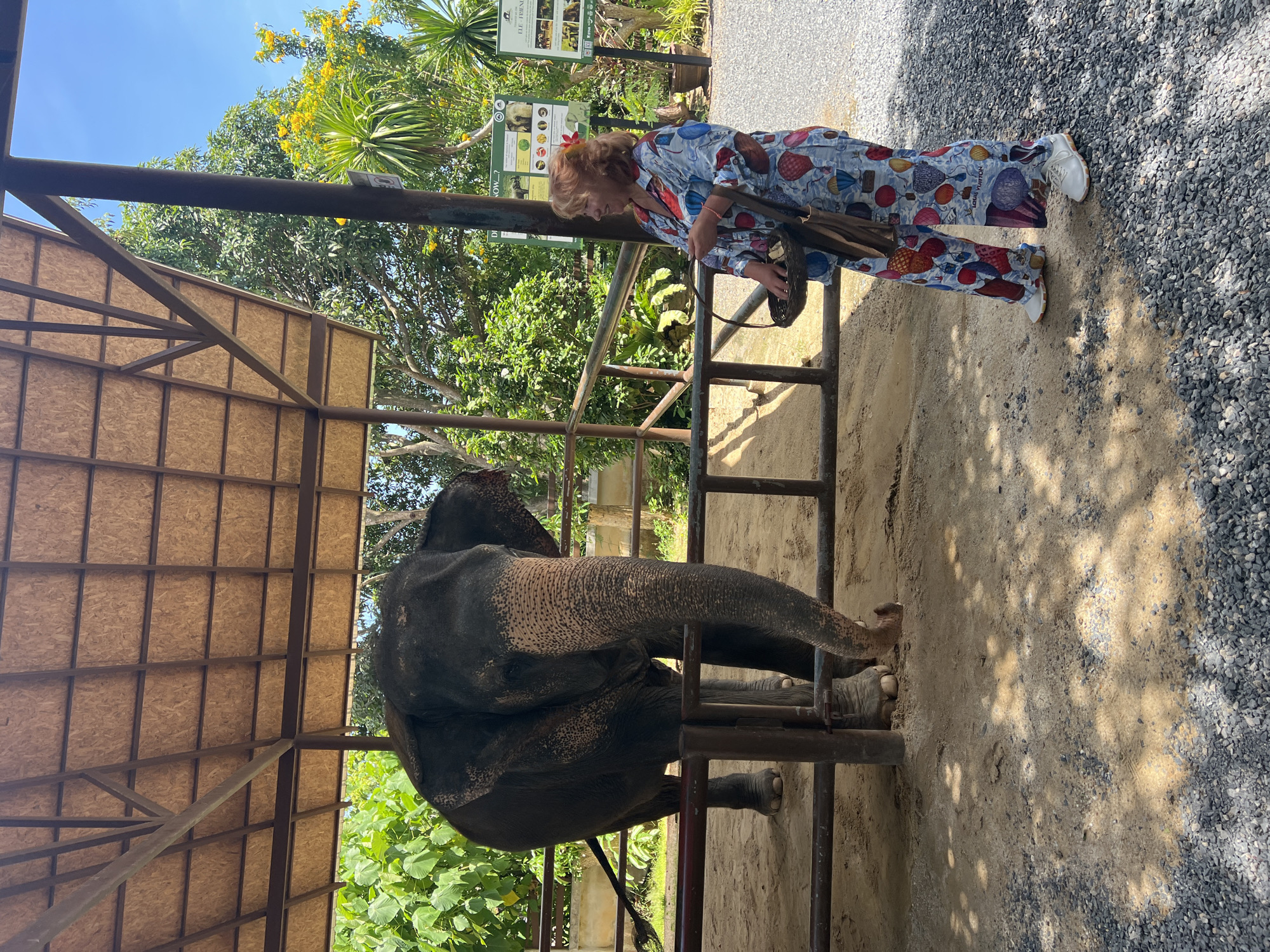 Tourist elephant interactions documented at Thai facility