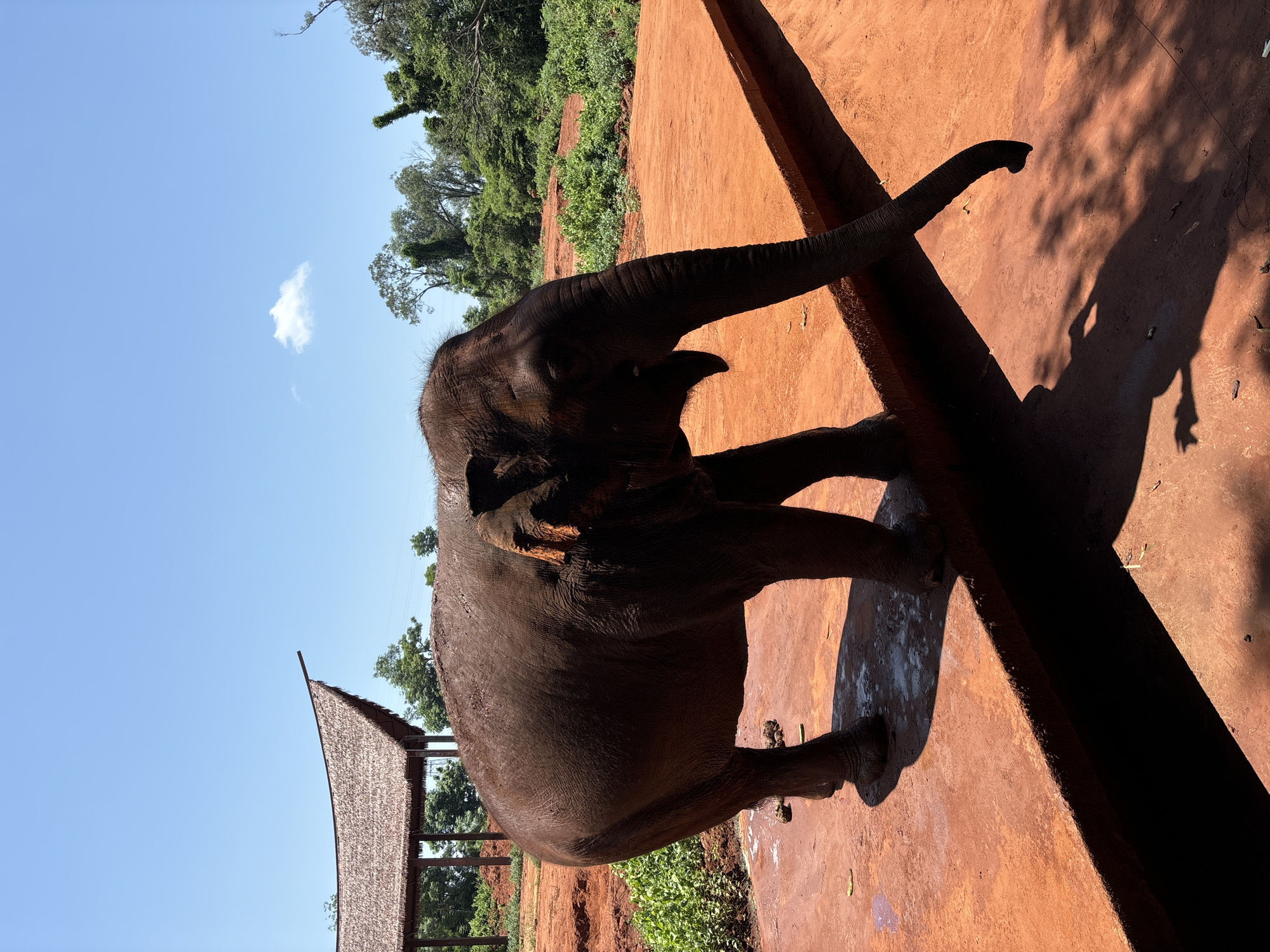 Elephant at outdoor enclosure in Xiuying District, China