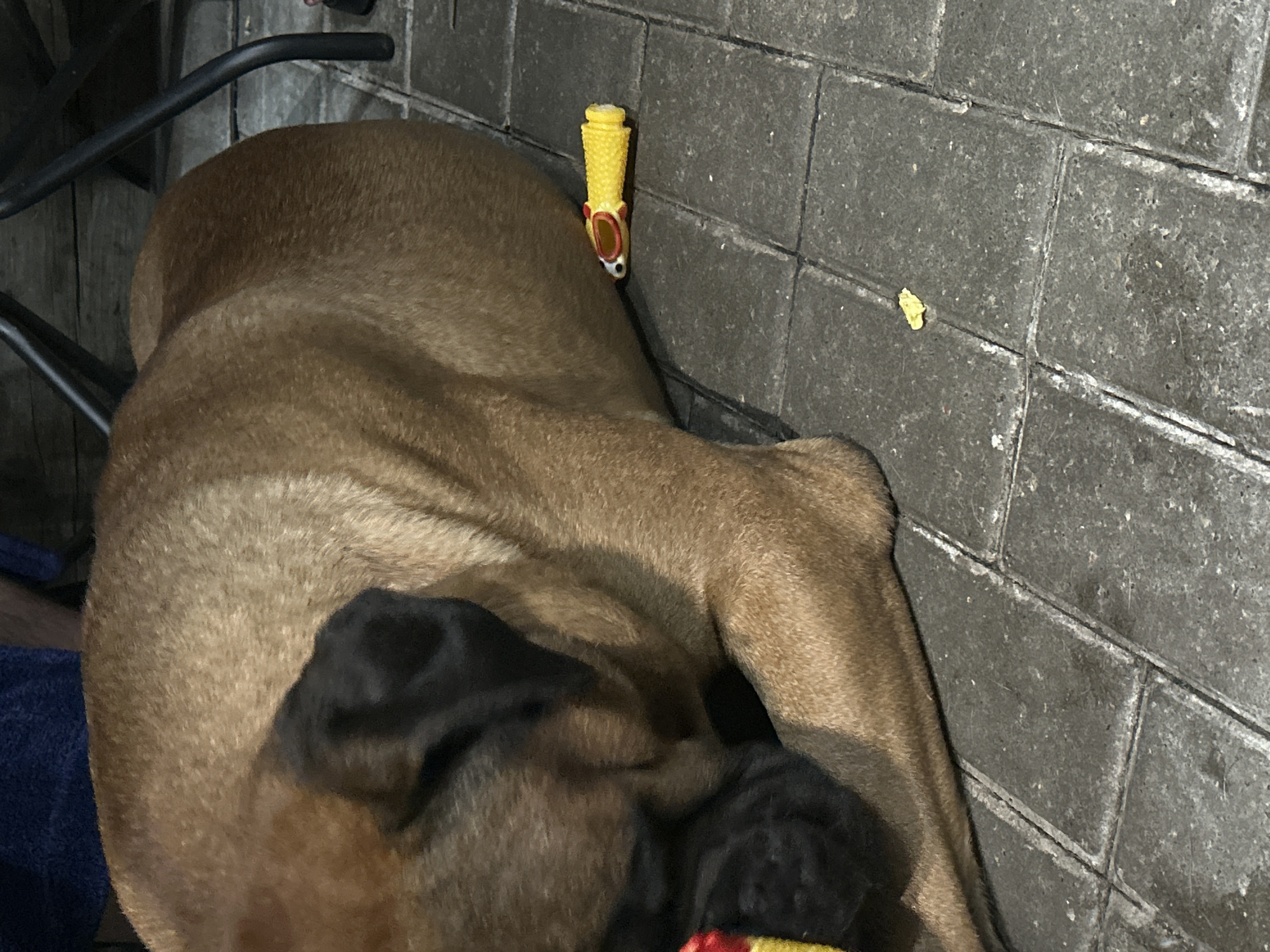 Mastiff lounges on tile with a chew toy nearby