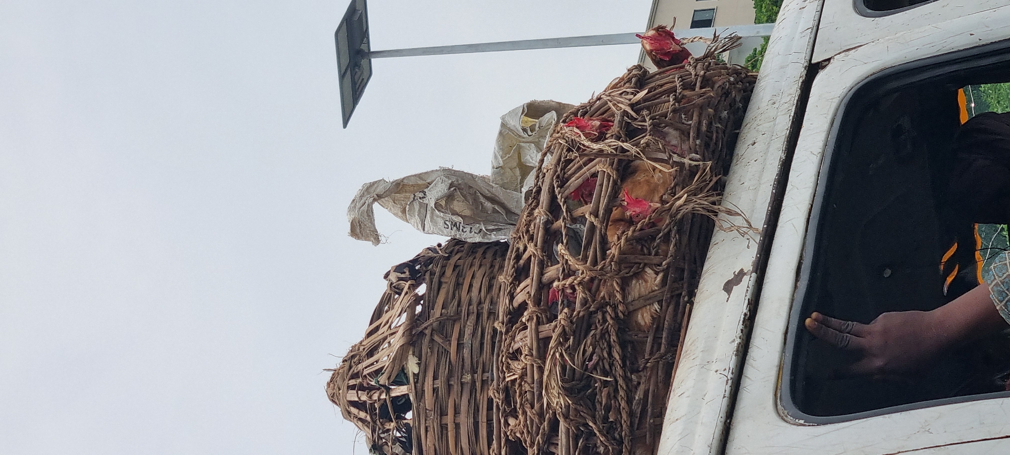 White van transports live chickens in rooftop basket, Lekki