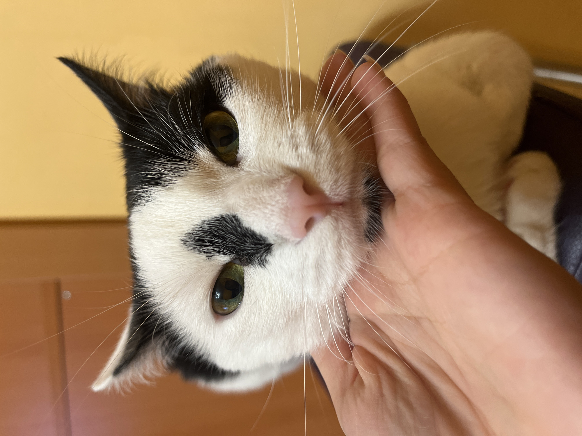 Black and white cat having a relaxed evening in Stara Zagora