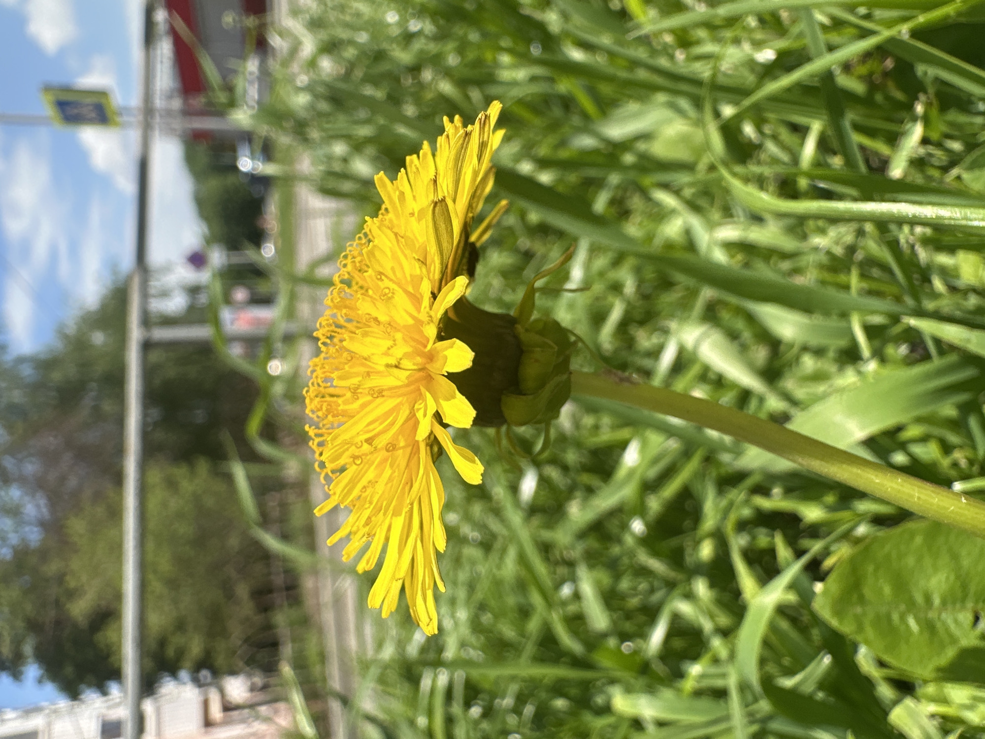 Spring wildlife spotted in Stavropol: dandelions bloom, pigeon forages