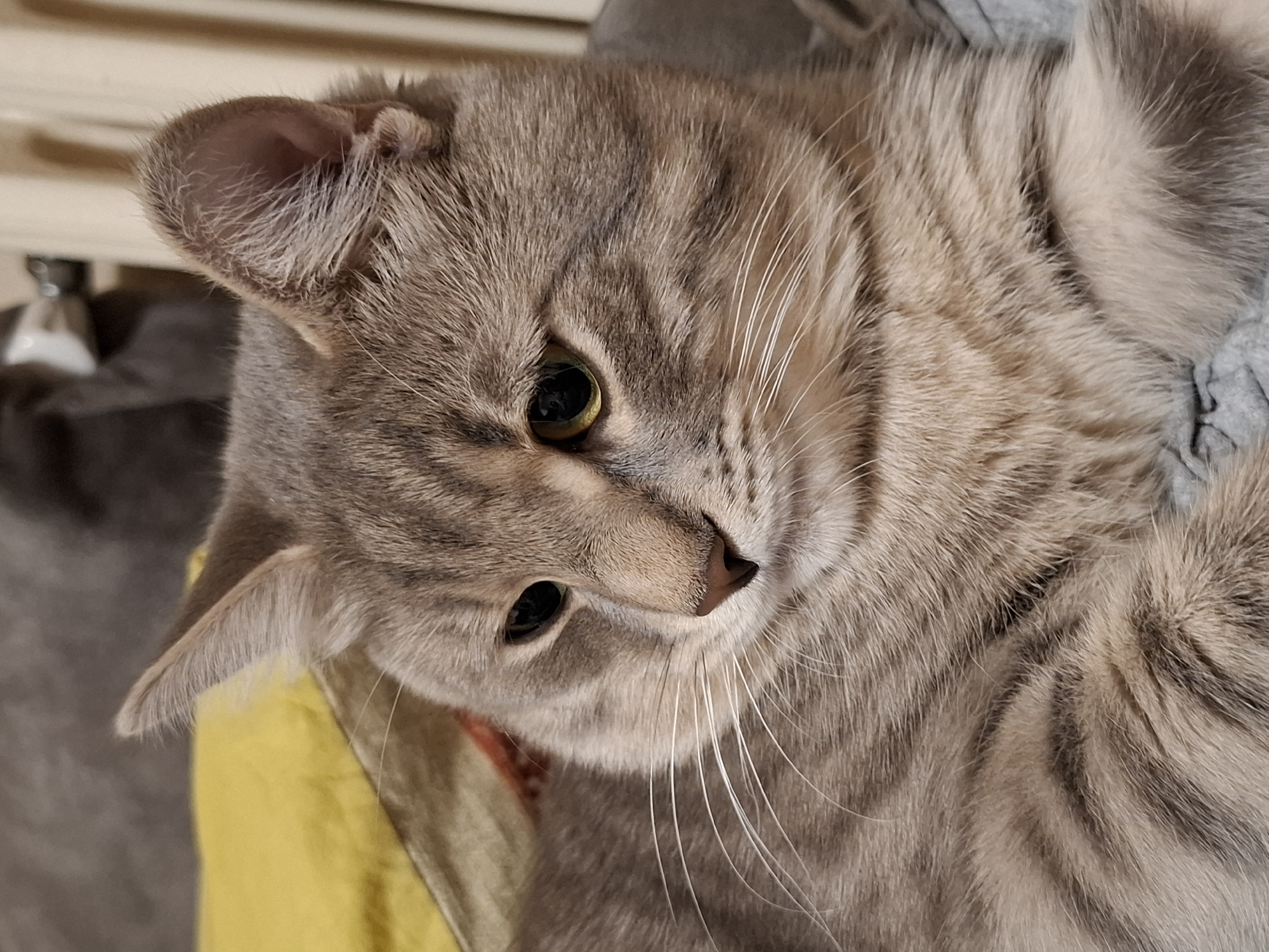 Cat photo session captured in Novi Sad apartment