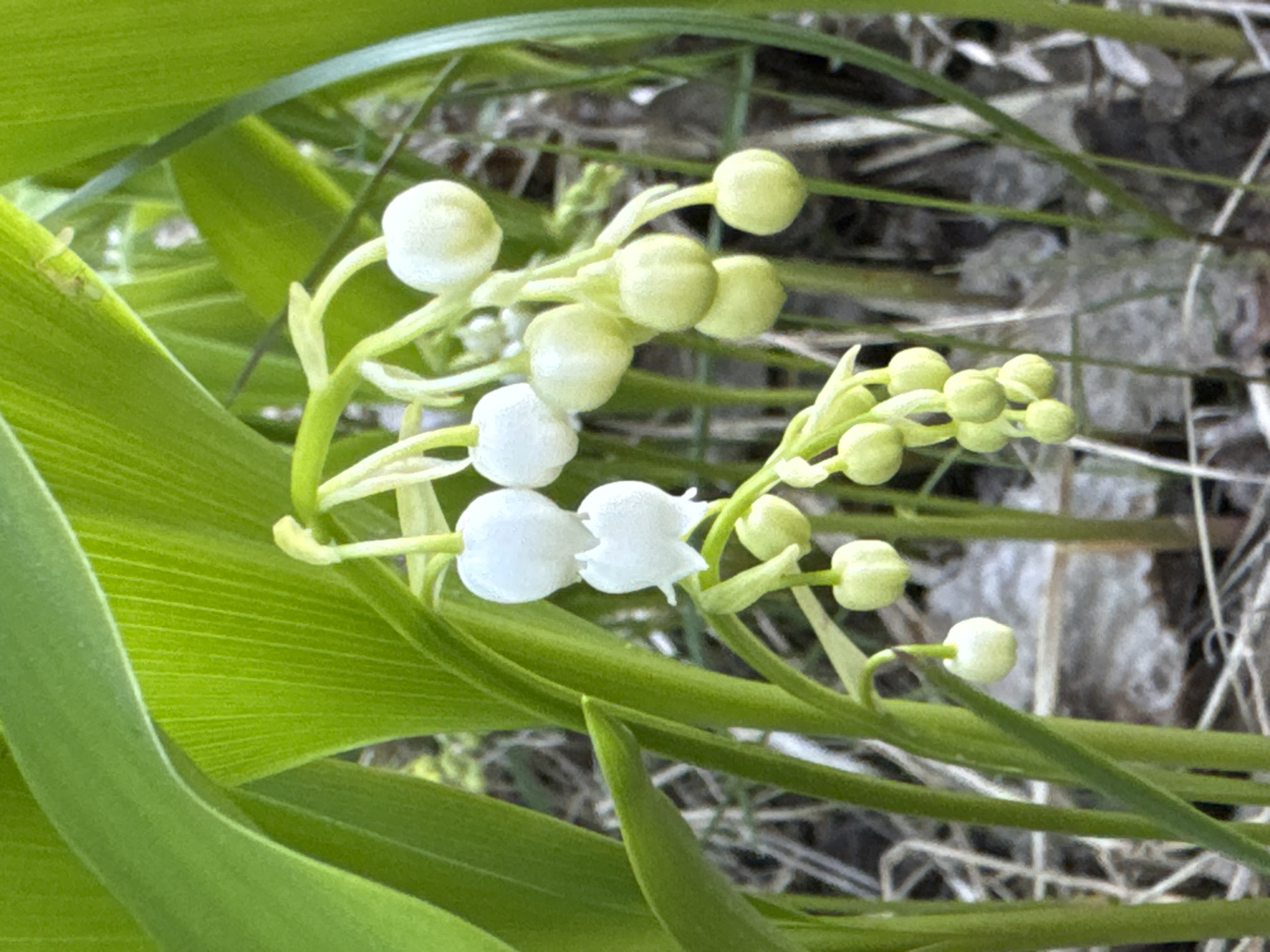 Spring nature documentation captures flowers, tadpoles near Mars, Russia