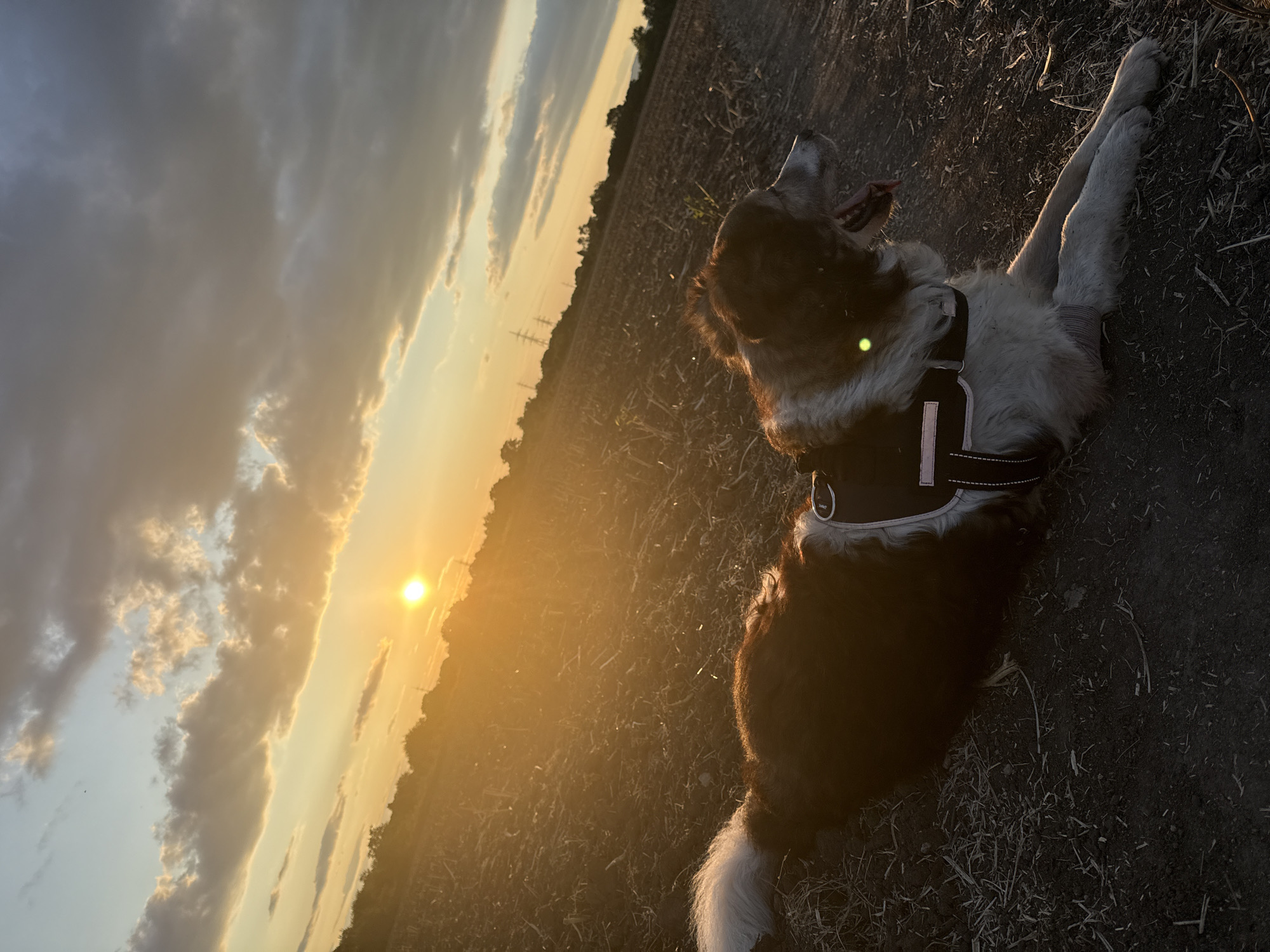 Brown and white dog resting in a Sofia dirt field at sunset