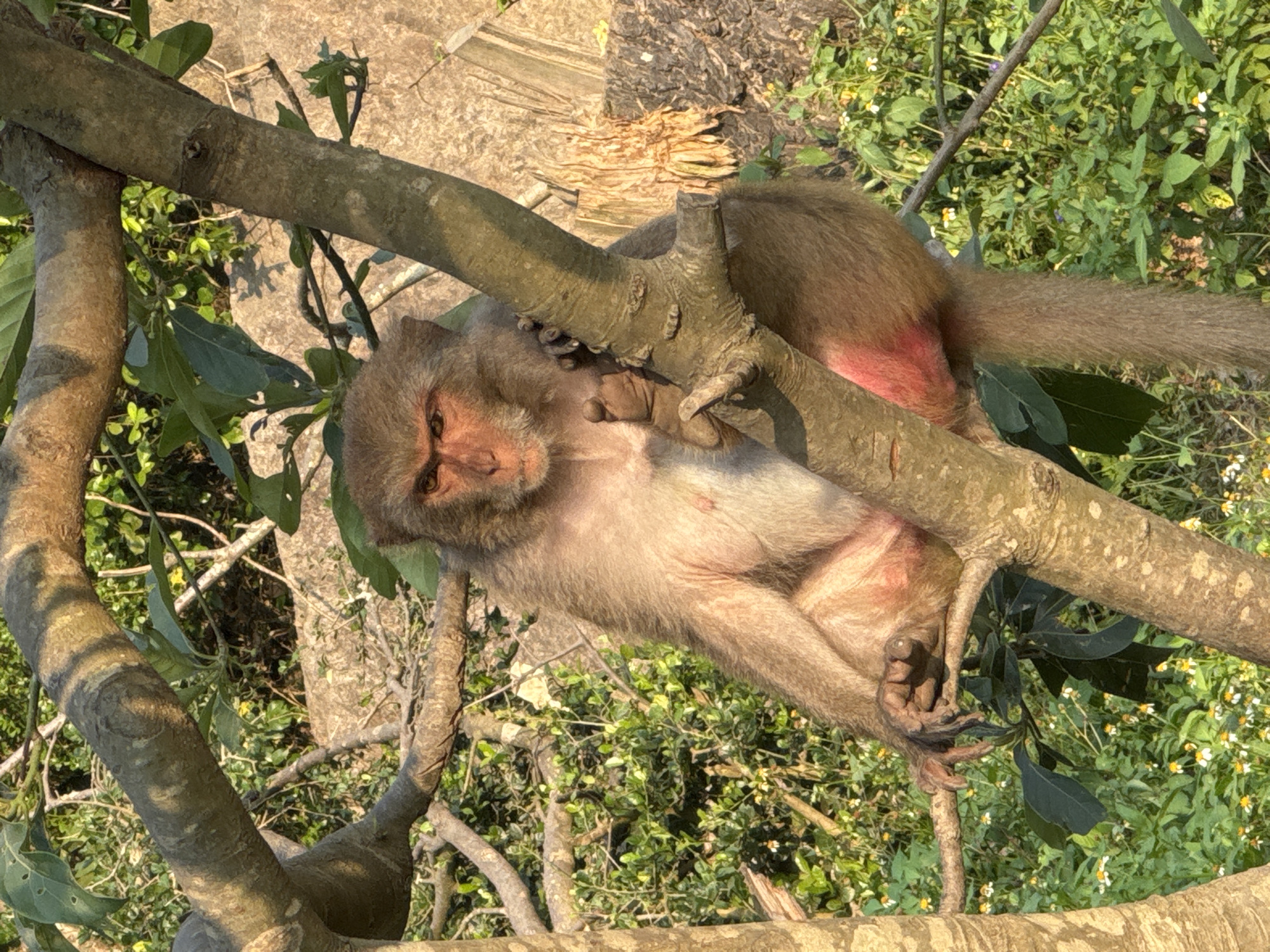 Monkeys spotted in trees during morning hours in Đà Nẵng