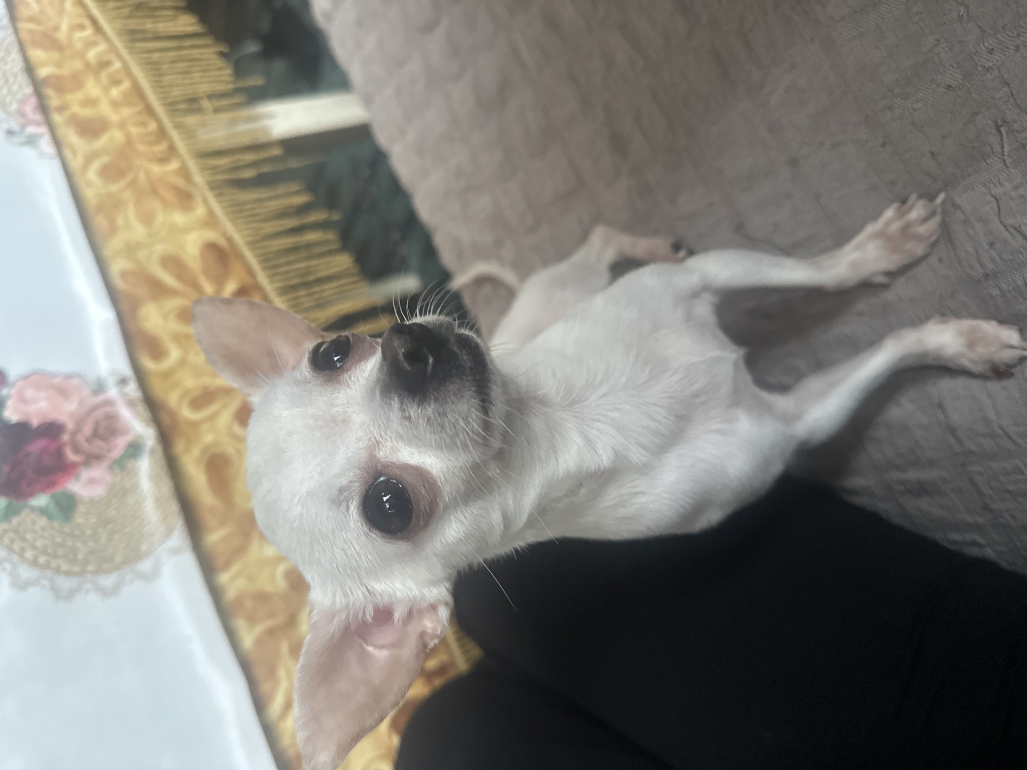 Chihuahua receives snack treats from owner in Bulgarian home