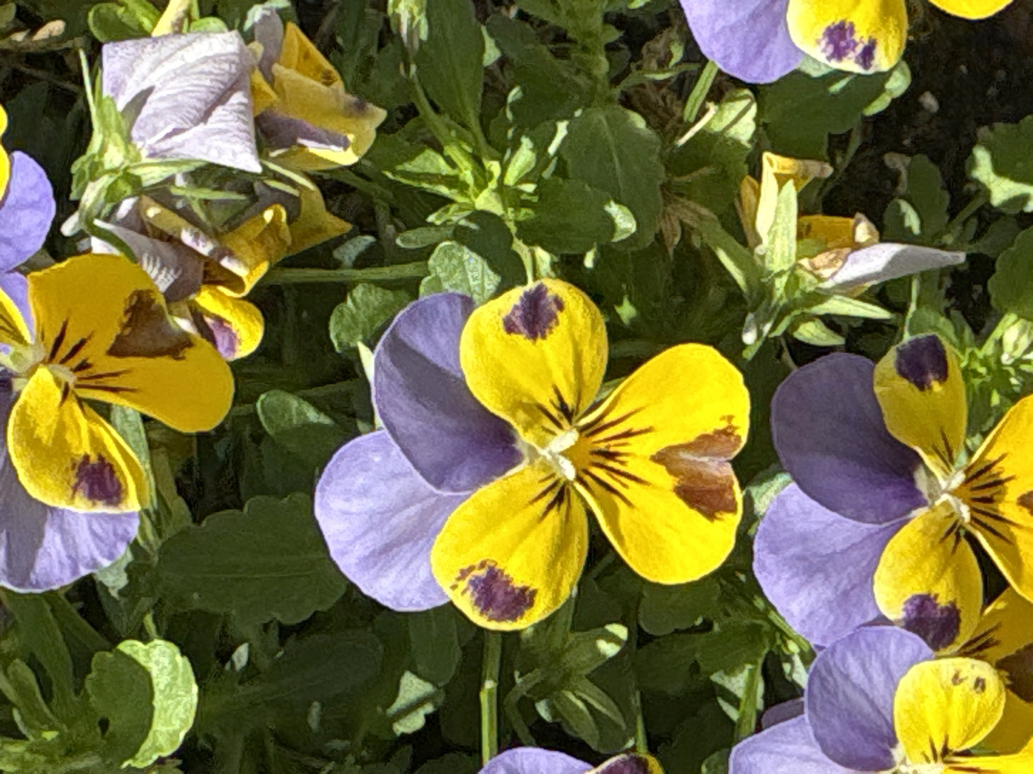 Spring flowers and university merchandise spotted in central Rome