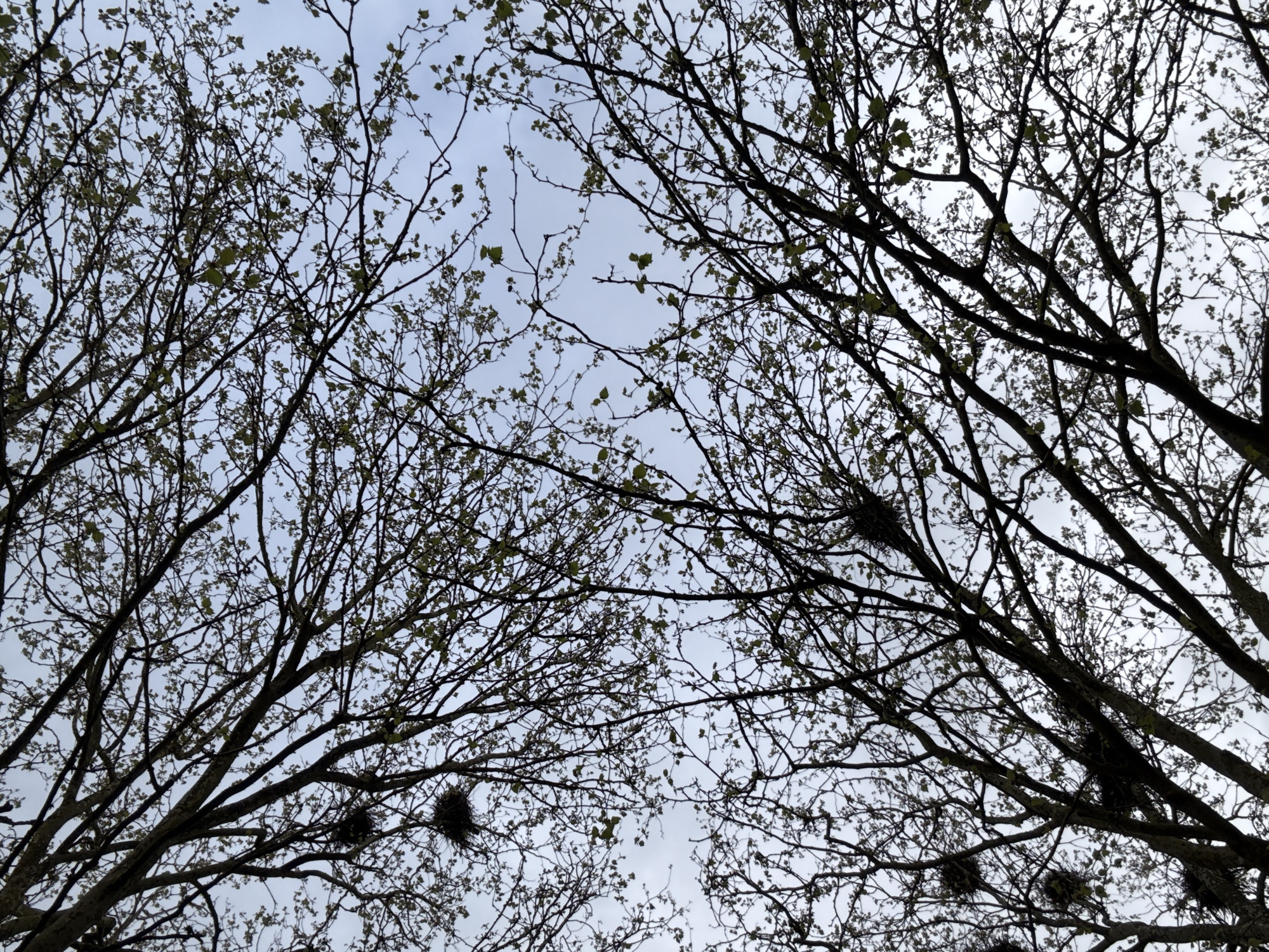 Morning dog walk captured in Esch-sur-Alzette under overcast skies
