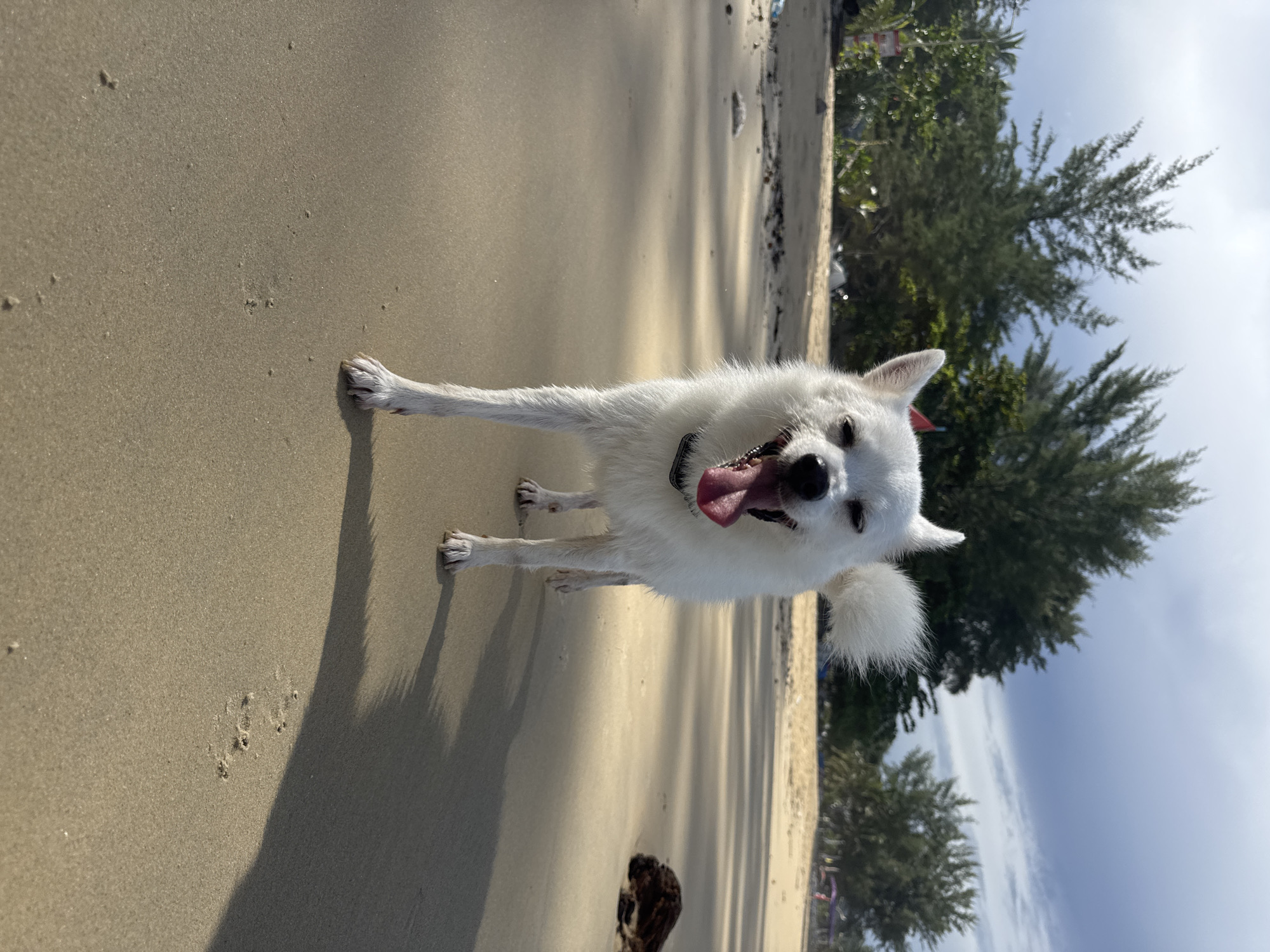 Dogs, birds, and quiet waves on Karon Beach at night