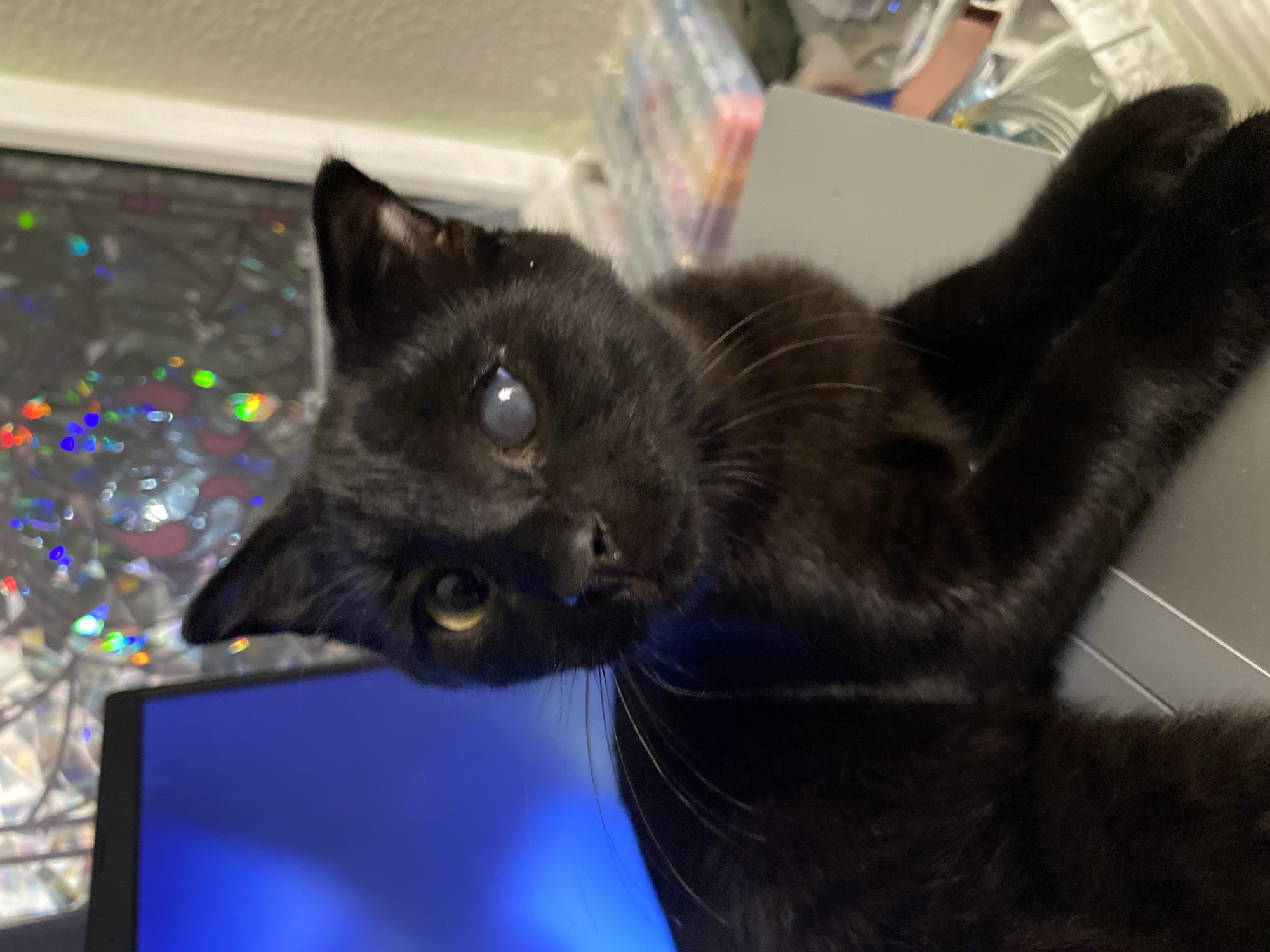 Black cat with mismatched eyes chills in Troitskaya
