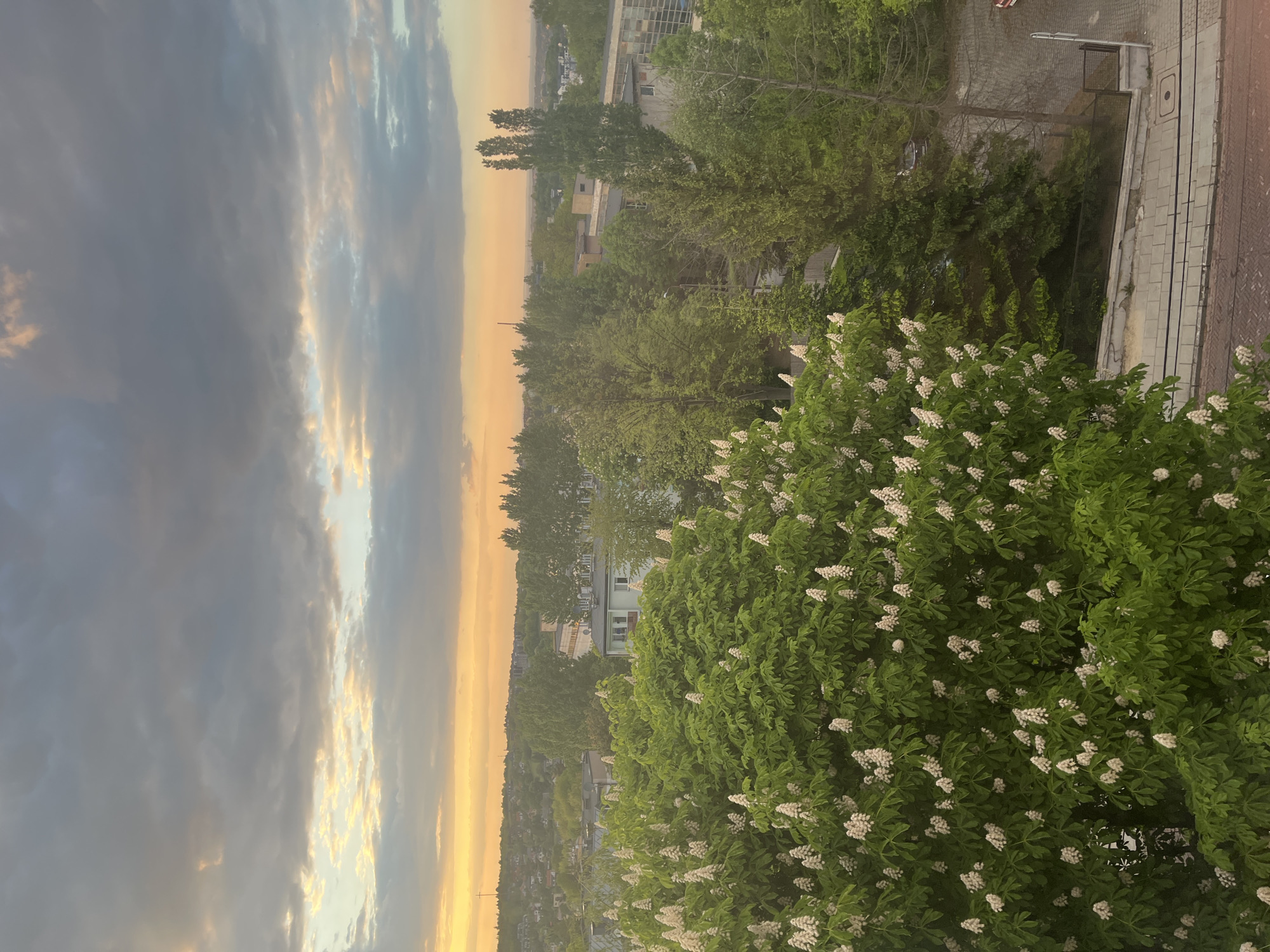Flowering tree captured against city skyline at dusk