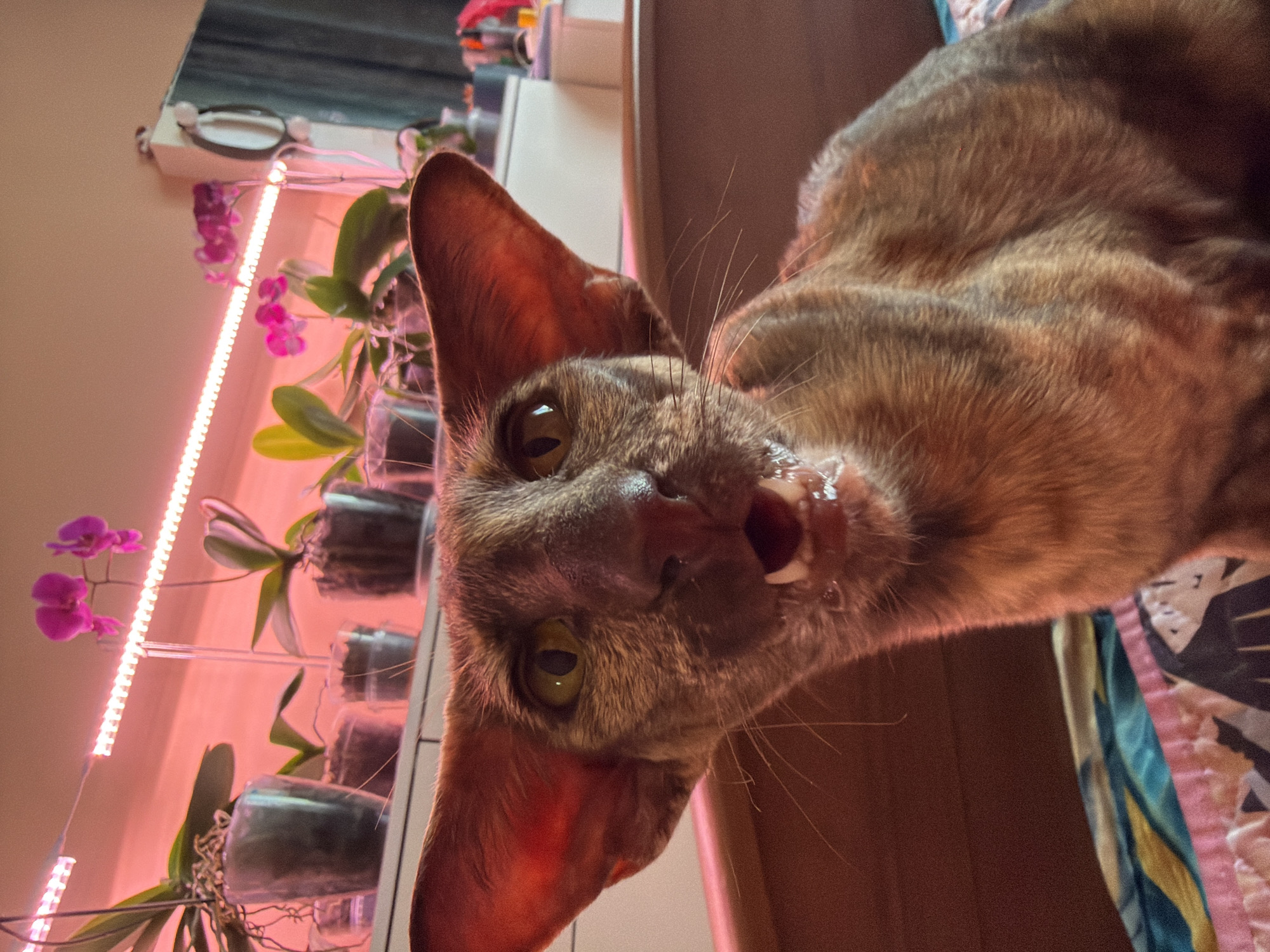 Oriental Shorthair cats at home in Chaikovsky, Russia