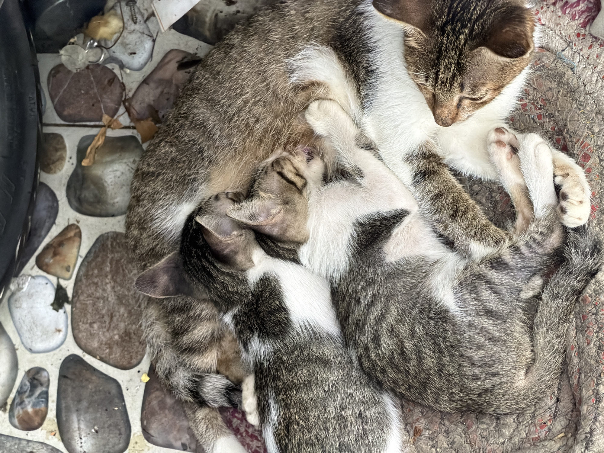 Mother cat, kittens, and child observed on Nha Trang street