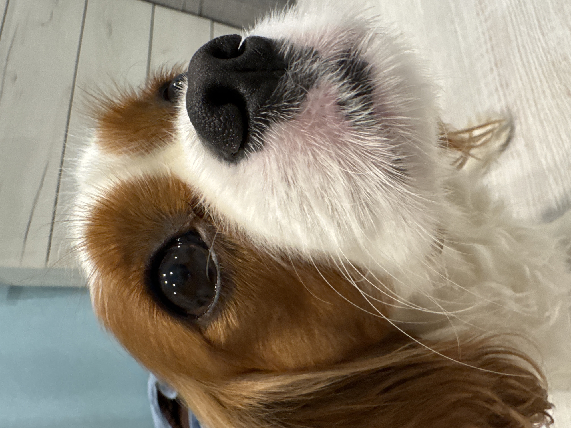 A Cavalier King Charles Spaniel's casual day at home