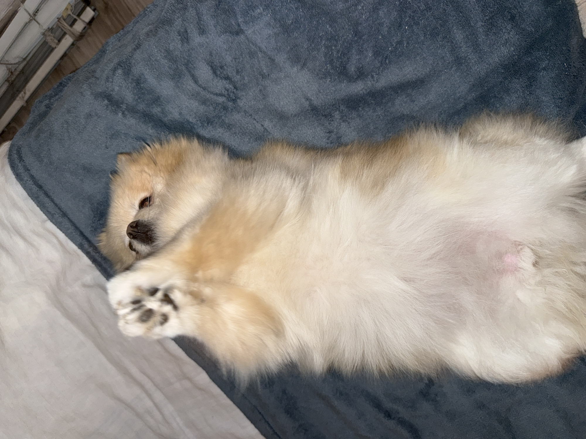 Pomeranian dog relaxes on bedding in Bulgarian home