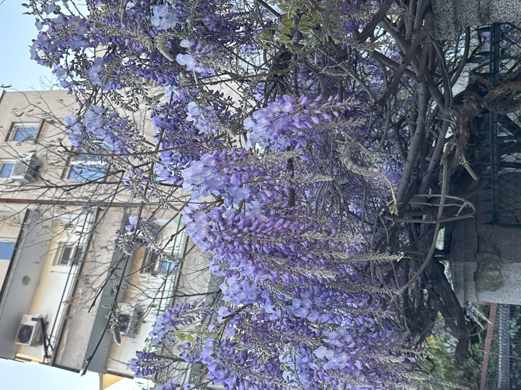 Wisteria blooms captured in full display in Plovdiv