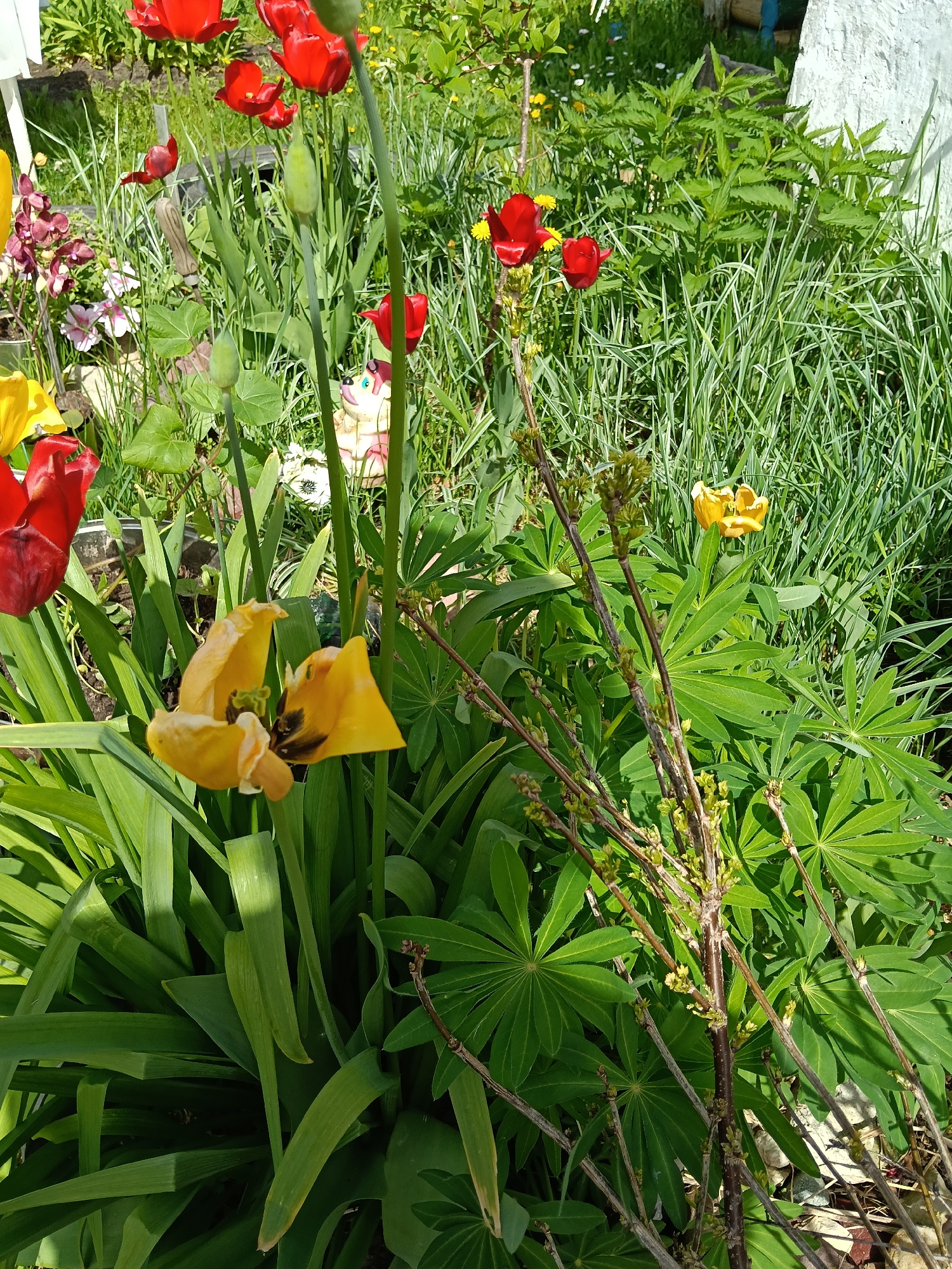 Spring gardens bloom in Красный Маяк, Russia residential area