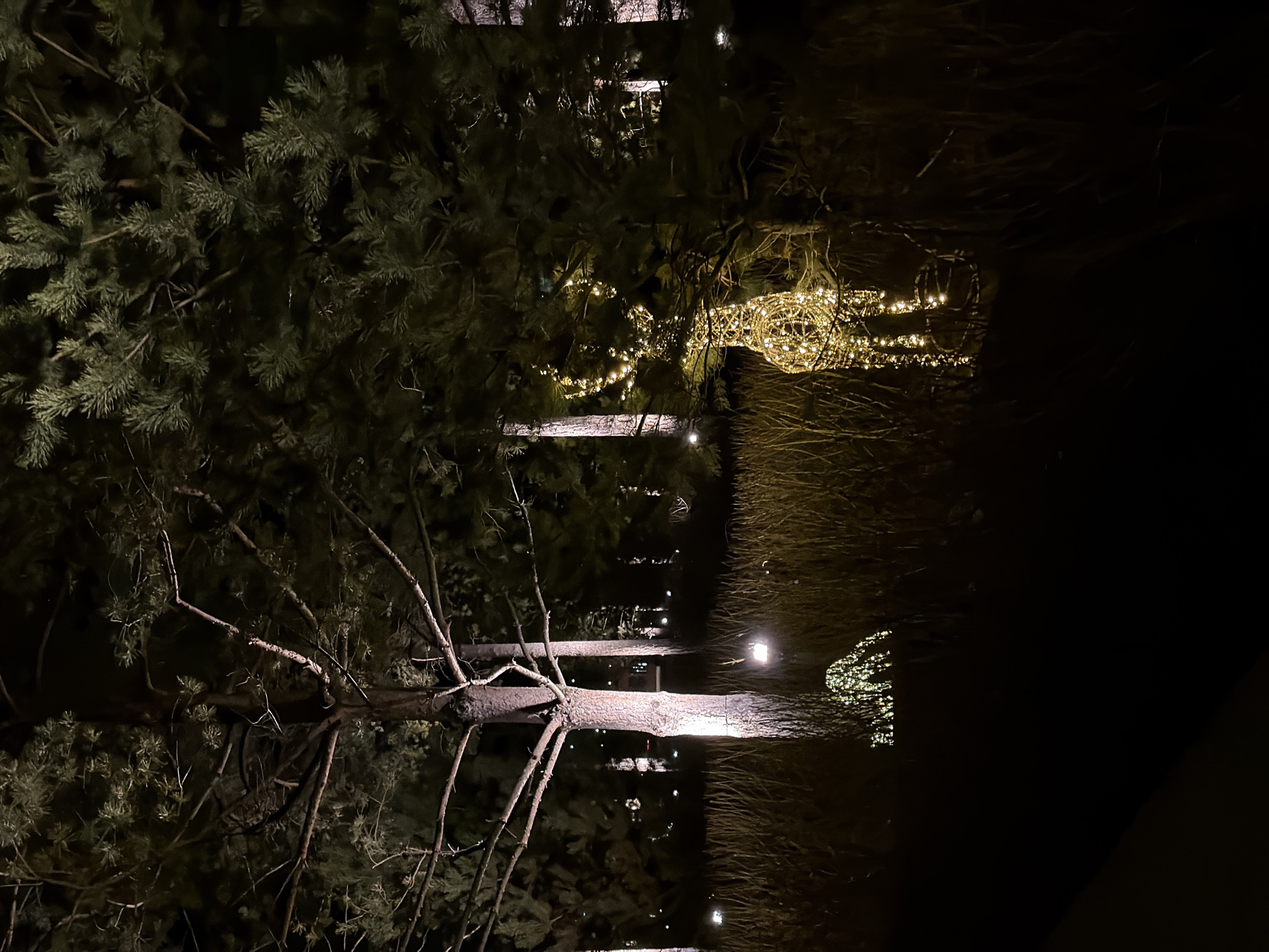 Trees illuminated by soft lights captured at night in Озёрное