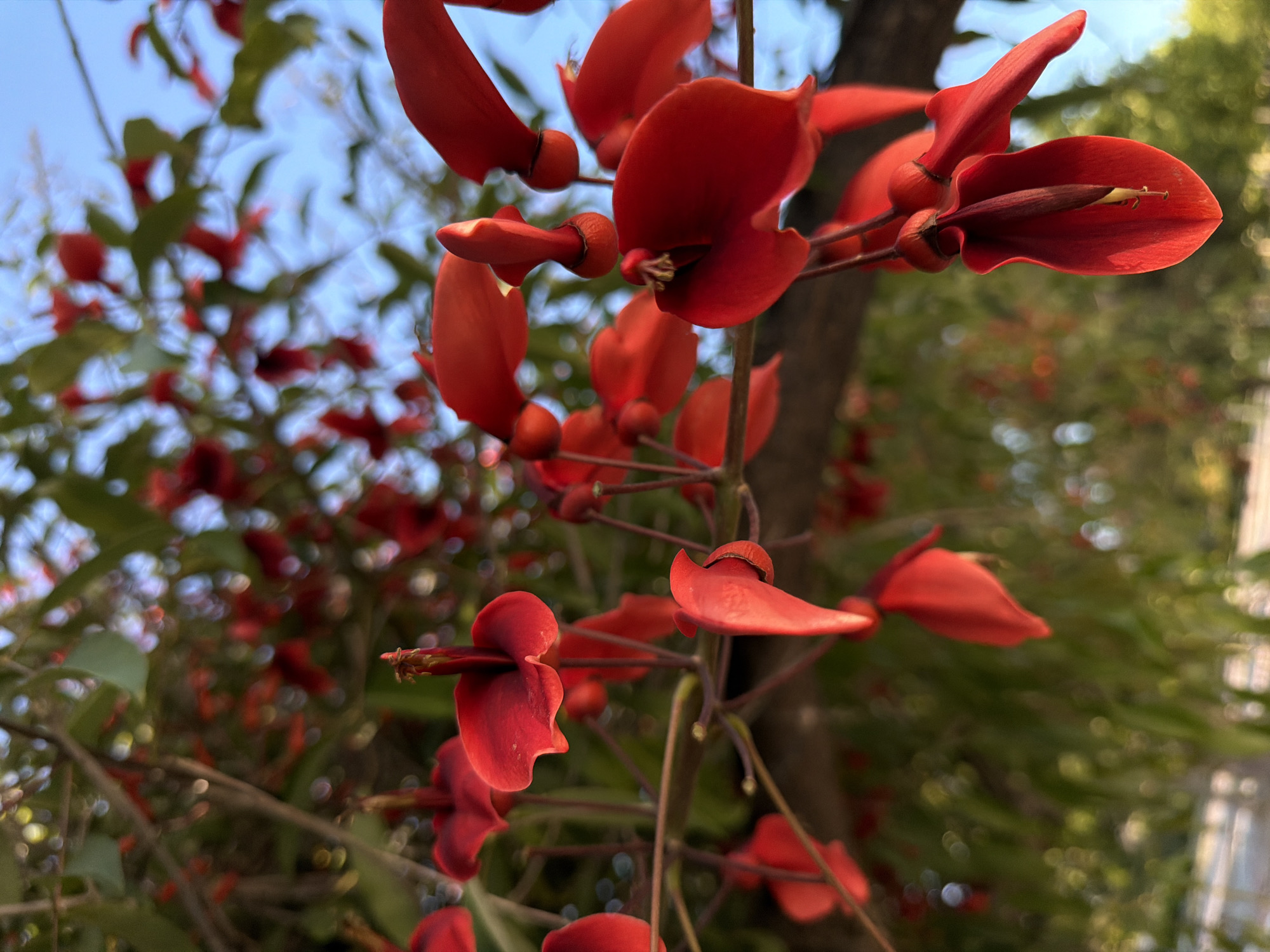 Coral tree flowers documented in Valencia