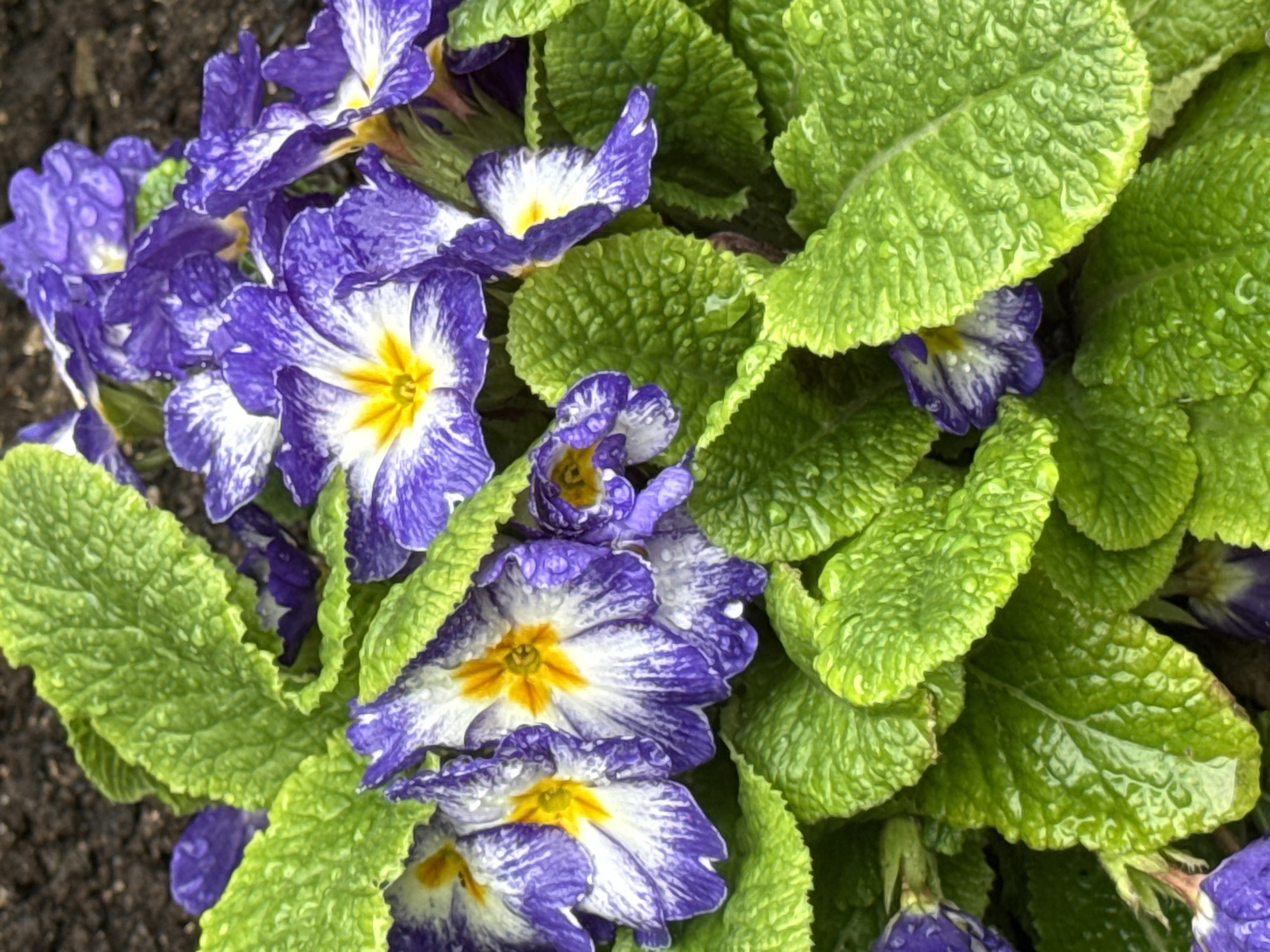 Spring flowers bloom in Bulgarian gardens amid morning dew