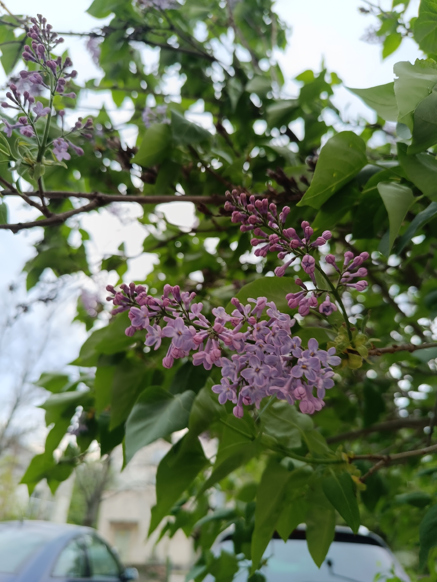 Spring afternoon walk documented in Pleven, Bulgaria