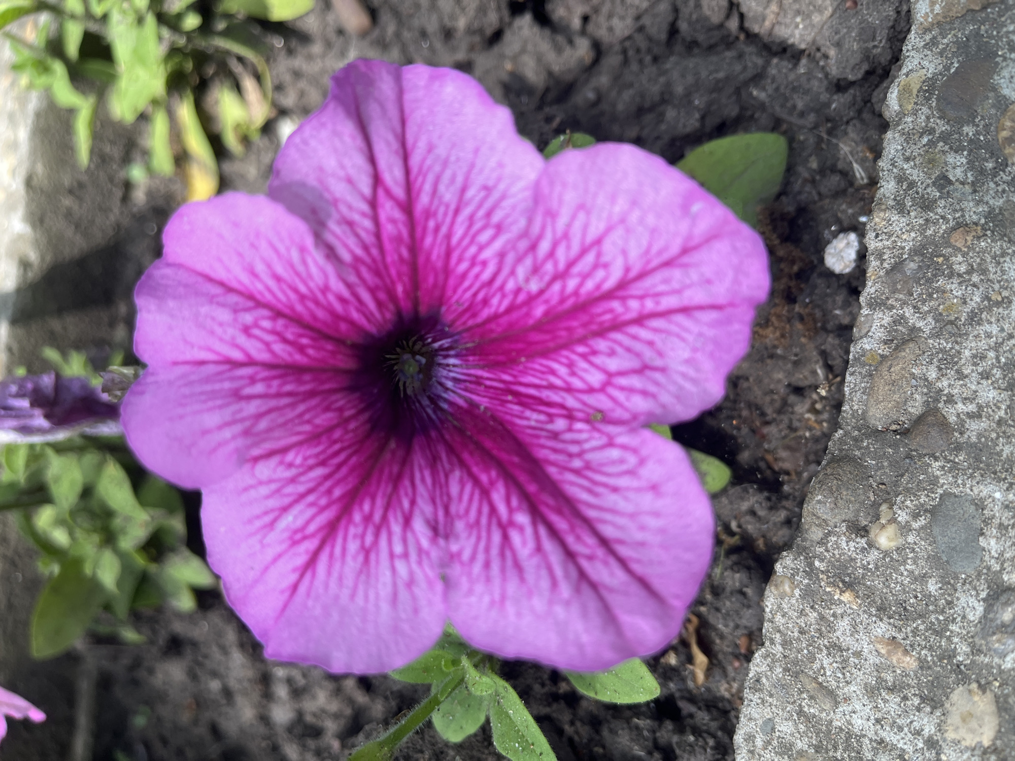 Spring petunia garden documented in detailed close-ups in Krasnodar