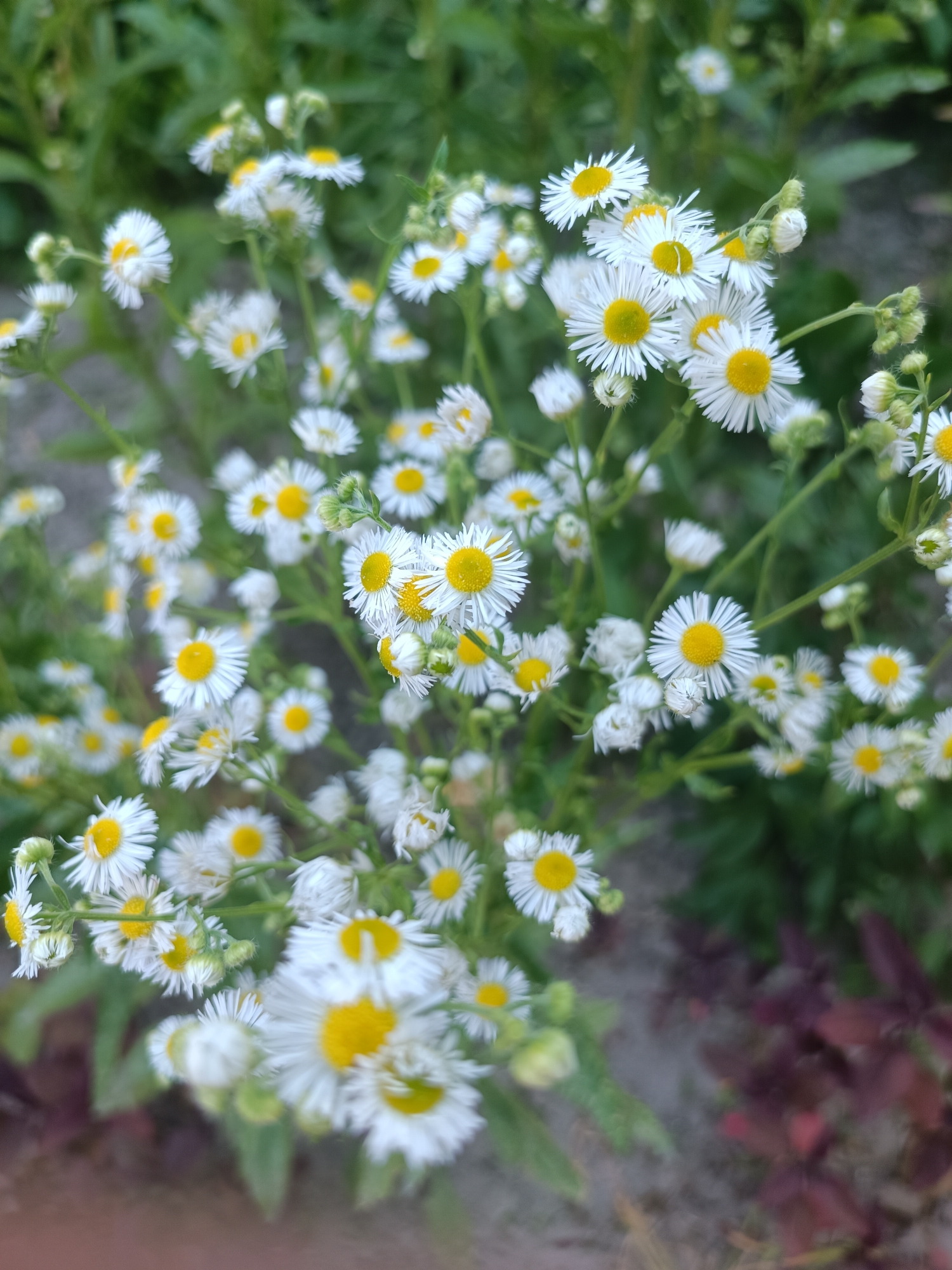 Close-up wildflowers in Zaporizhzhia — daisies and an orange lily