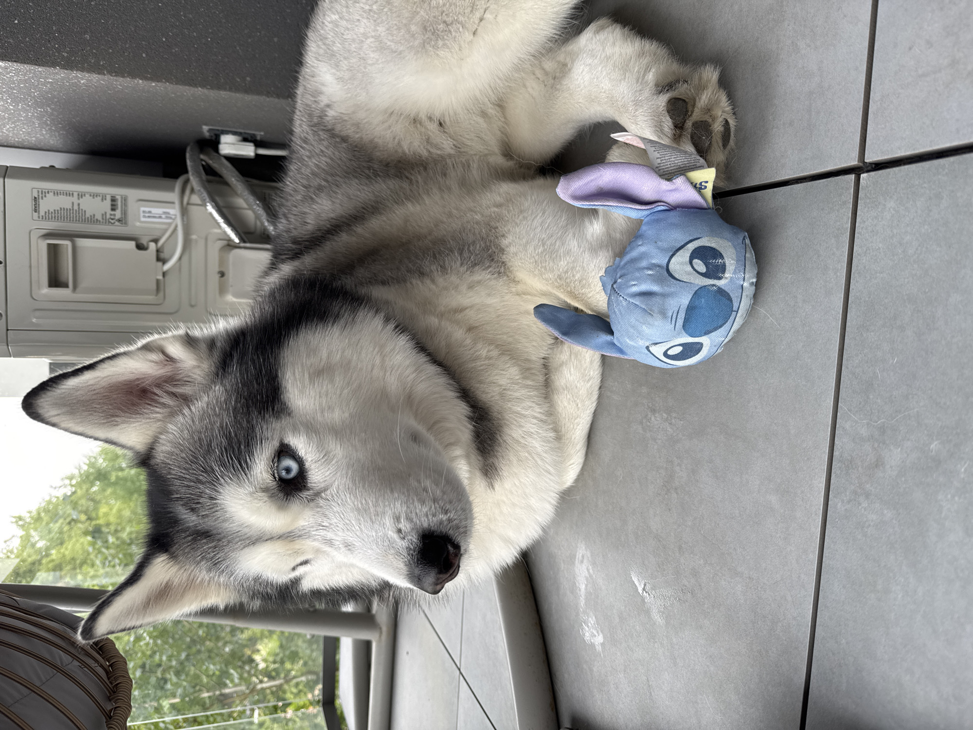 Person shares quiet moments with husky indoors