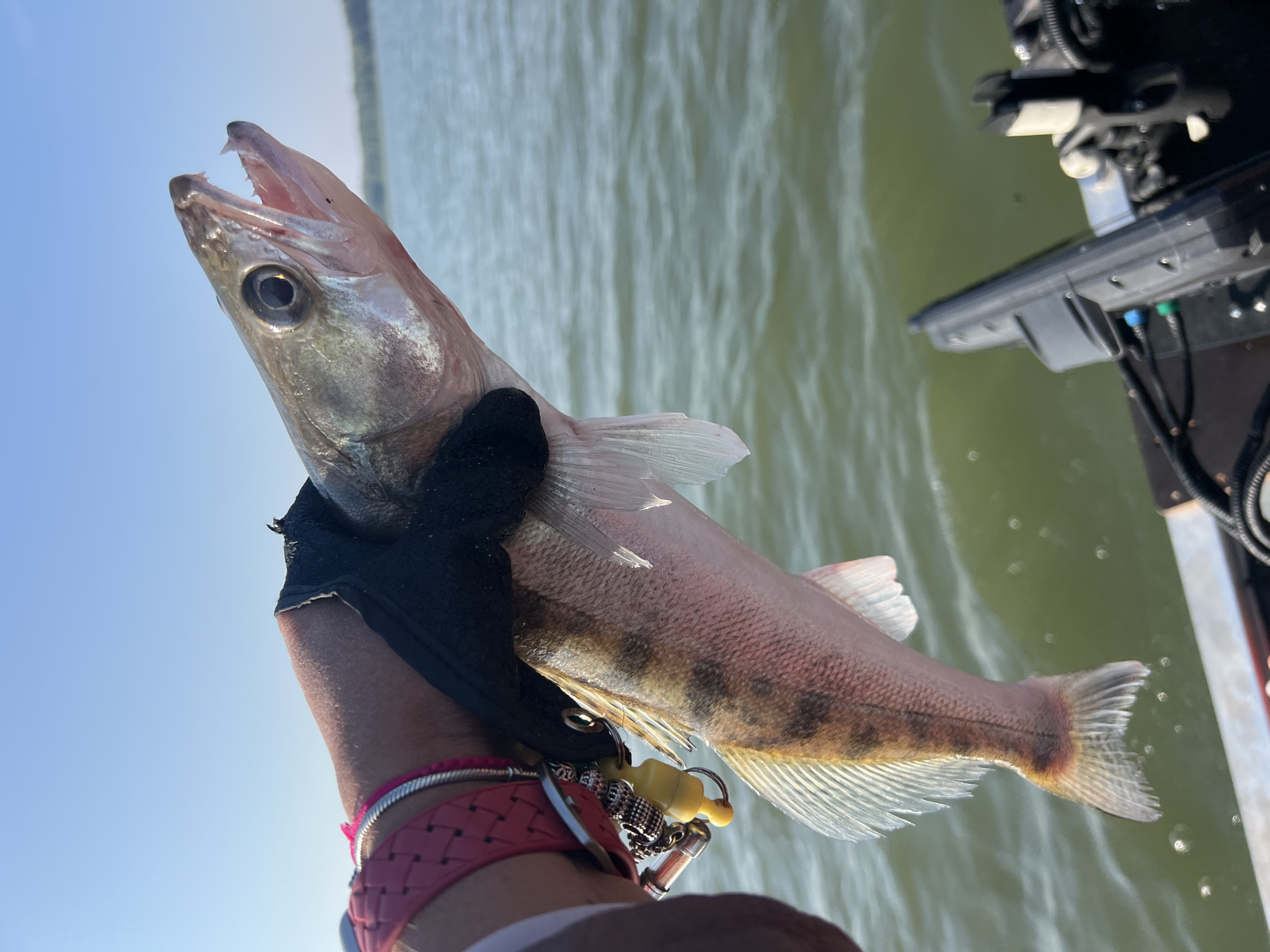 Fresh zander catch from a boat near Novopichugovo, Russia