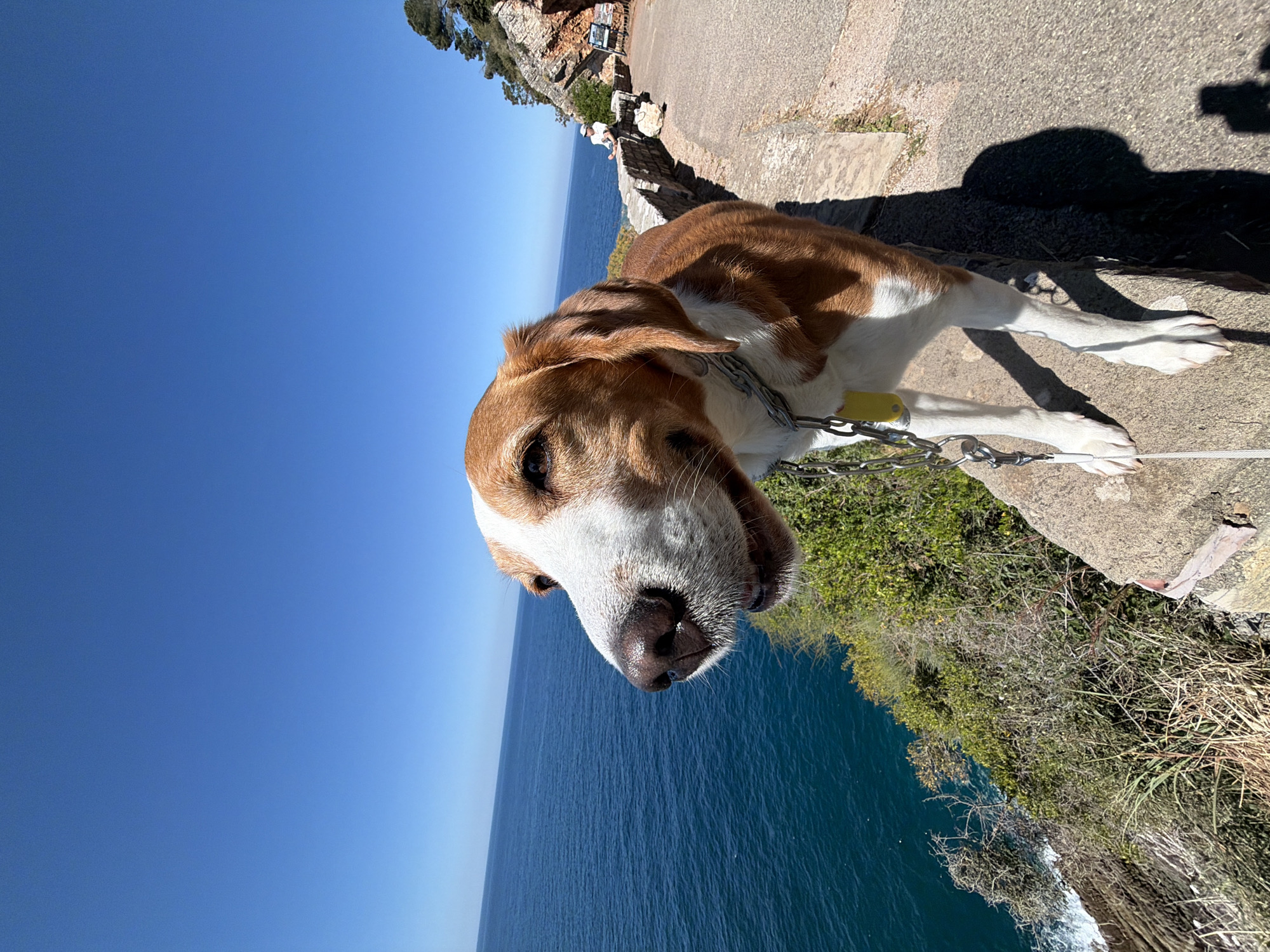 Dog spotted walking on leash in Mirište, Montenegro