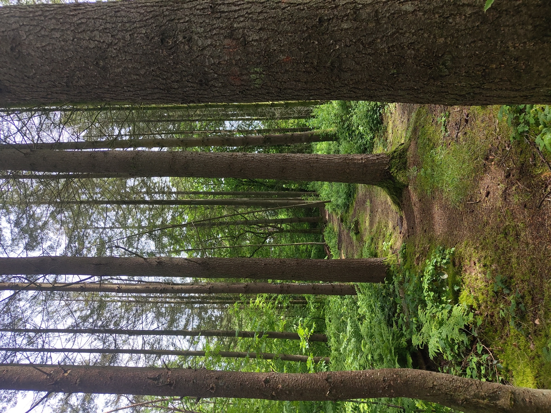 Forest walk documented along woodland paths in Mettlach, Germany
