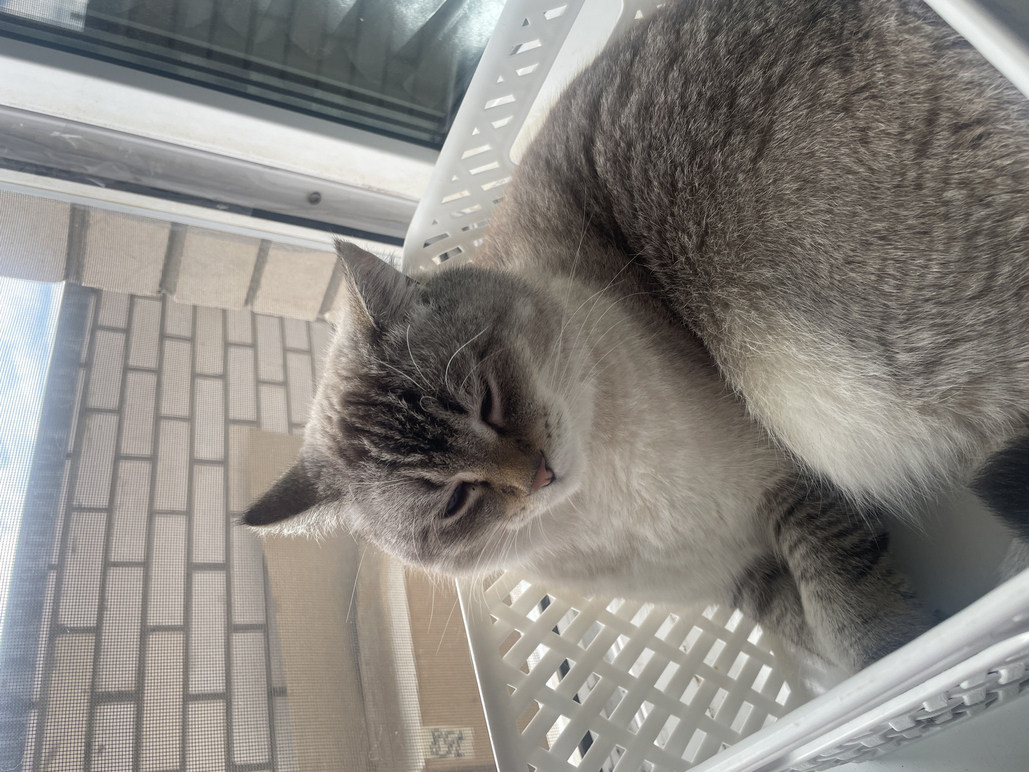 Tabby cat claims a windowsill basket in Votkinsk