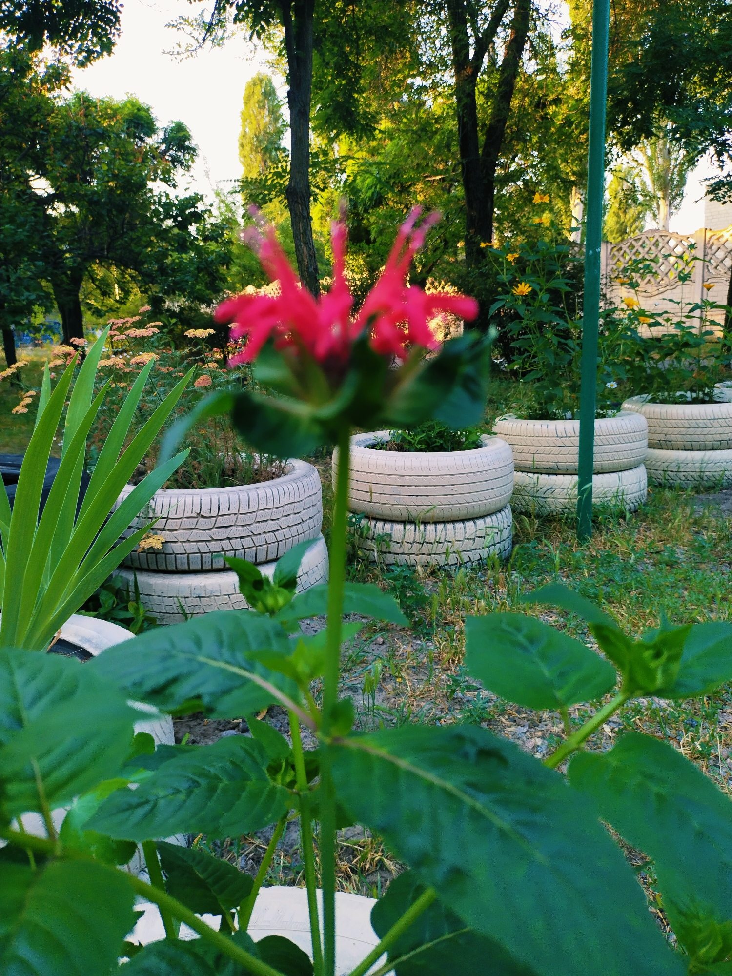 Medal-wearing Rottweiler and garden scenes in Horishni Plavni