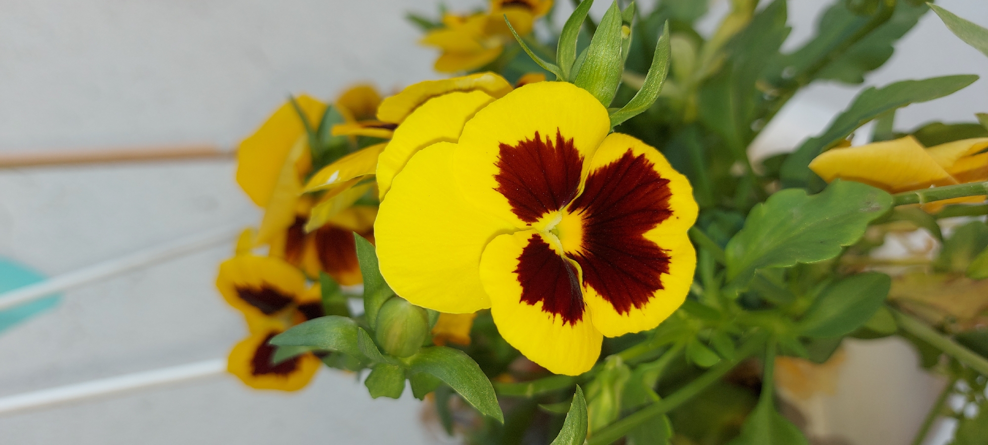 A slow July morning: gardens, weather vanes, and backyard dogs