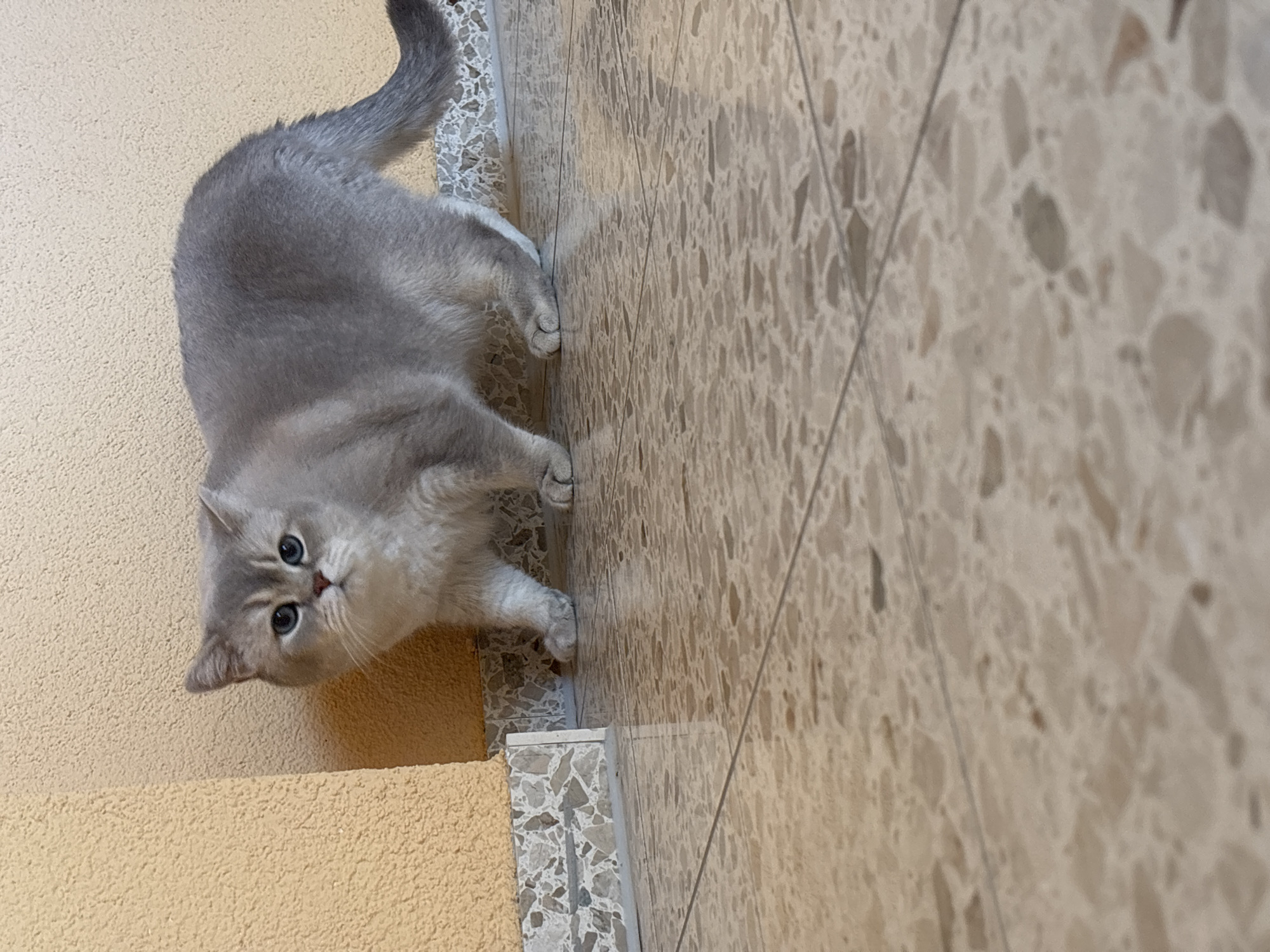 Grey cat observed in domestic settings with household decorations