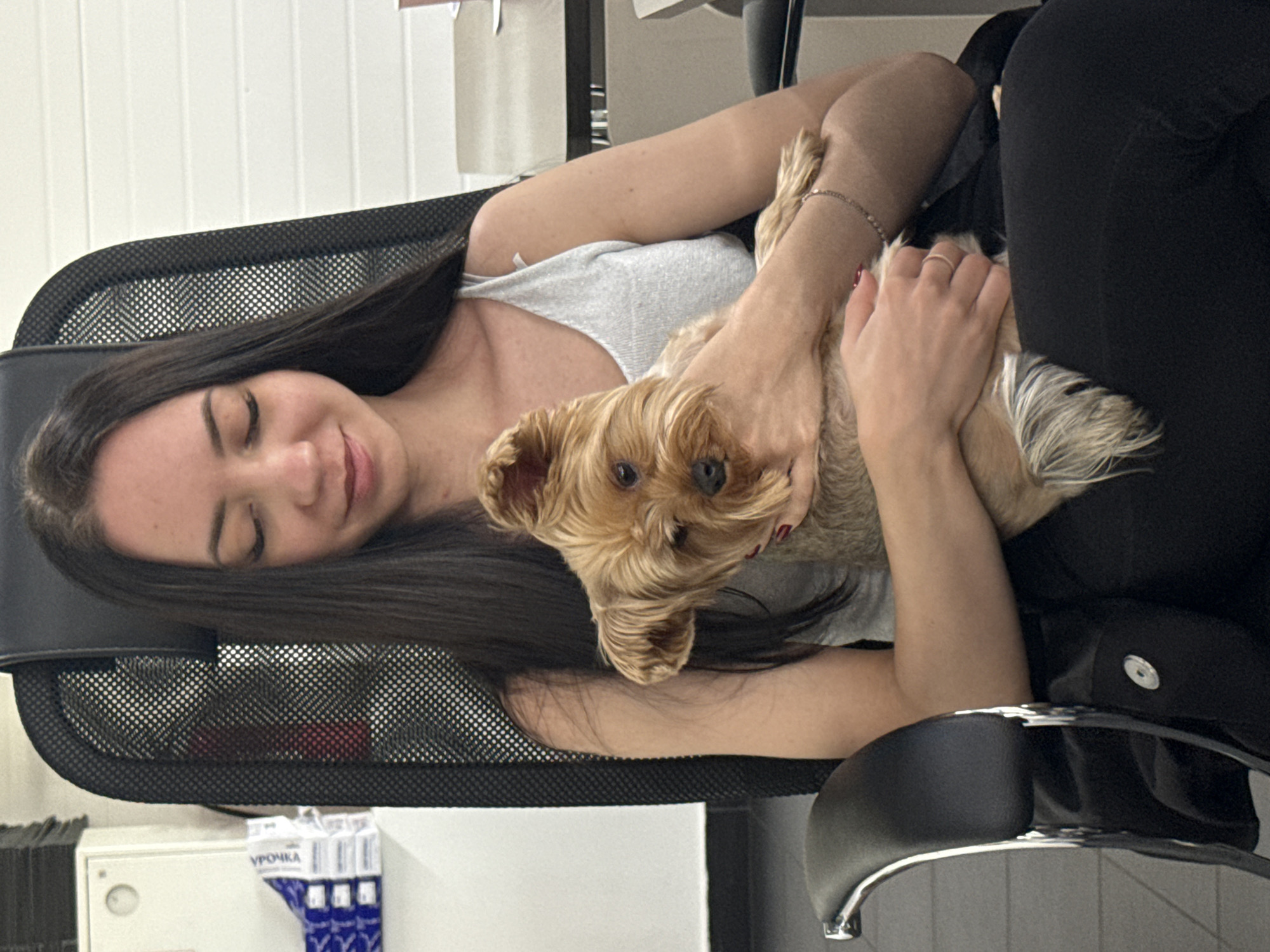 Hanging out in an office chair with a small Yorkshire Terrier