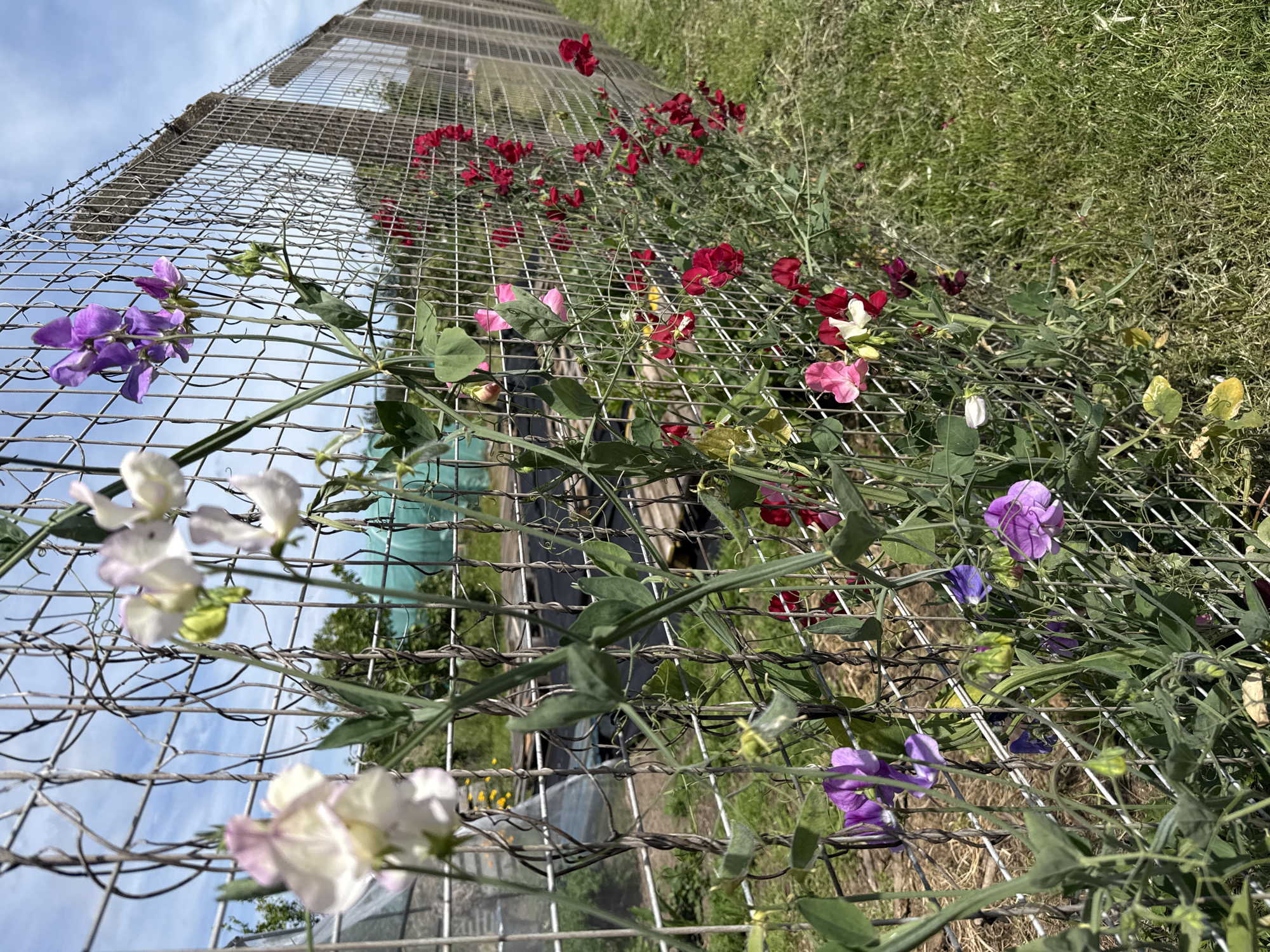 Sweet peas and wildflowers growing along wire fences in Great Yarmouth