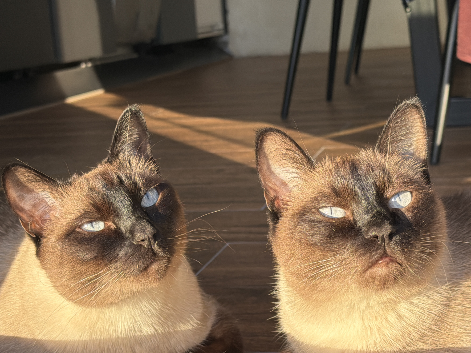 Two Siamese cats spotted in Vaskelovo, Russia