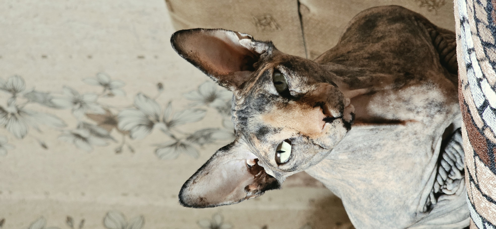 Sphynx cat lounging on a sofa in Baku