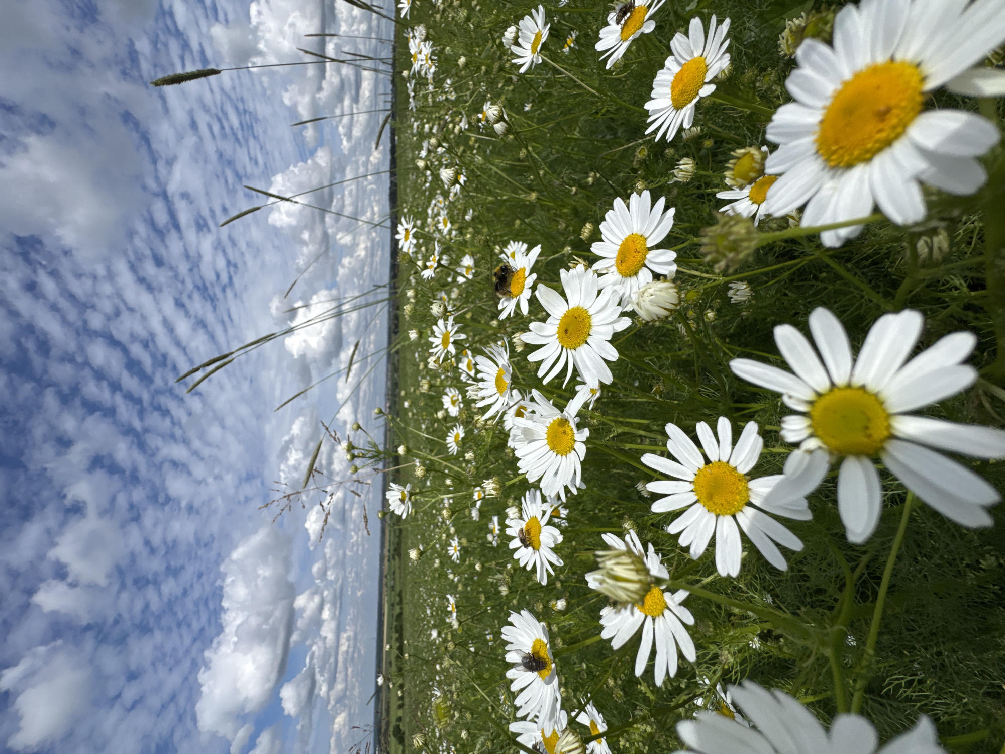 Daisy field and open skies in rural Kaporskoe, Russia